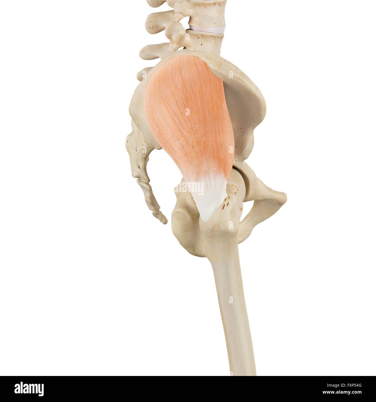 Les muscles de la hanche, l'illustration de l'ordinateur. Banque D'Images