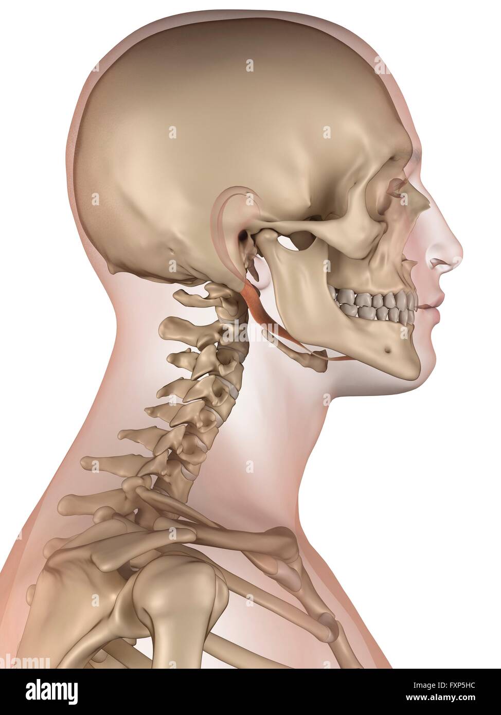 Muscles de la tête humaine, illustration de l'ordinateur. Banque D'Images