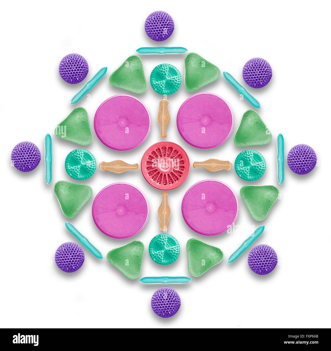 Les diatomées et les radiolaires existent. Couleur de l'analyse des électrons Microphotographie (SEM) d'une disposition circulaire des diatomées et divers. de radiolaires existent Les diatomées sont des algues unicellulaires planctoniques. Ils ont une paroi cellulaire minéralisées (frustule) divisé en deux moitiés. Le frustule contient de la silice et assure la protection et l'assistance. Radiolaires sont des protozoaires qui produisent des squelettes minéraux complexes. Ils sont trouvés comme le zooplancton tout au long de l'océan, et leurs restes de couvrir une grande partie de l'océan comme fond de boue à radiolaires. Banque D'Images
