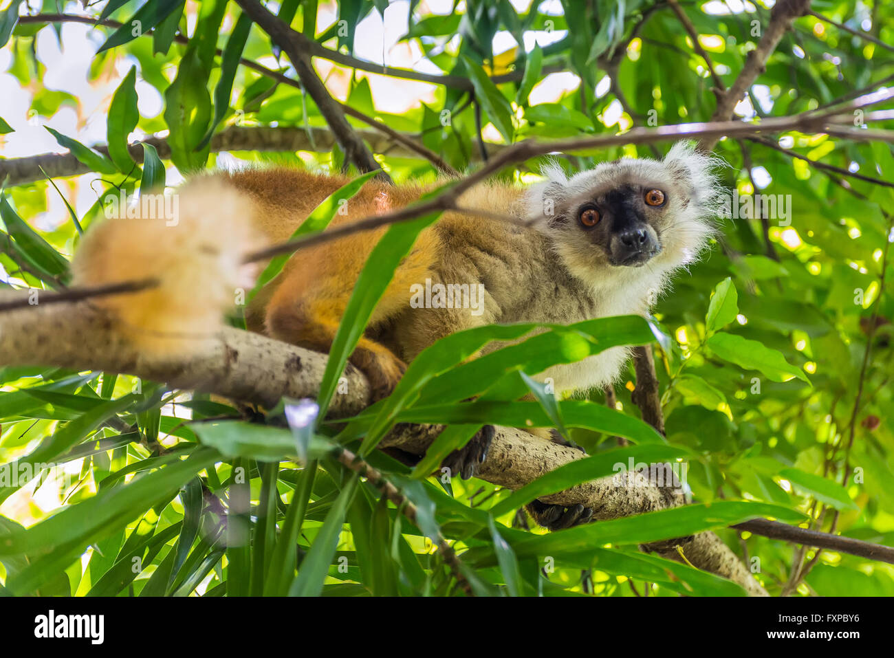 Close up portrait de la faune de lemur regard sur Lokobe réserve naturelle à Nosy Be, Madagascar, Afrique Banque D'Images