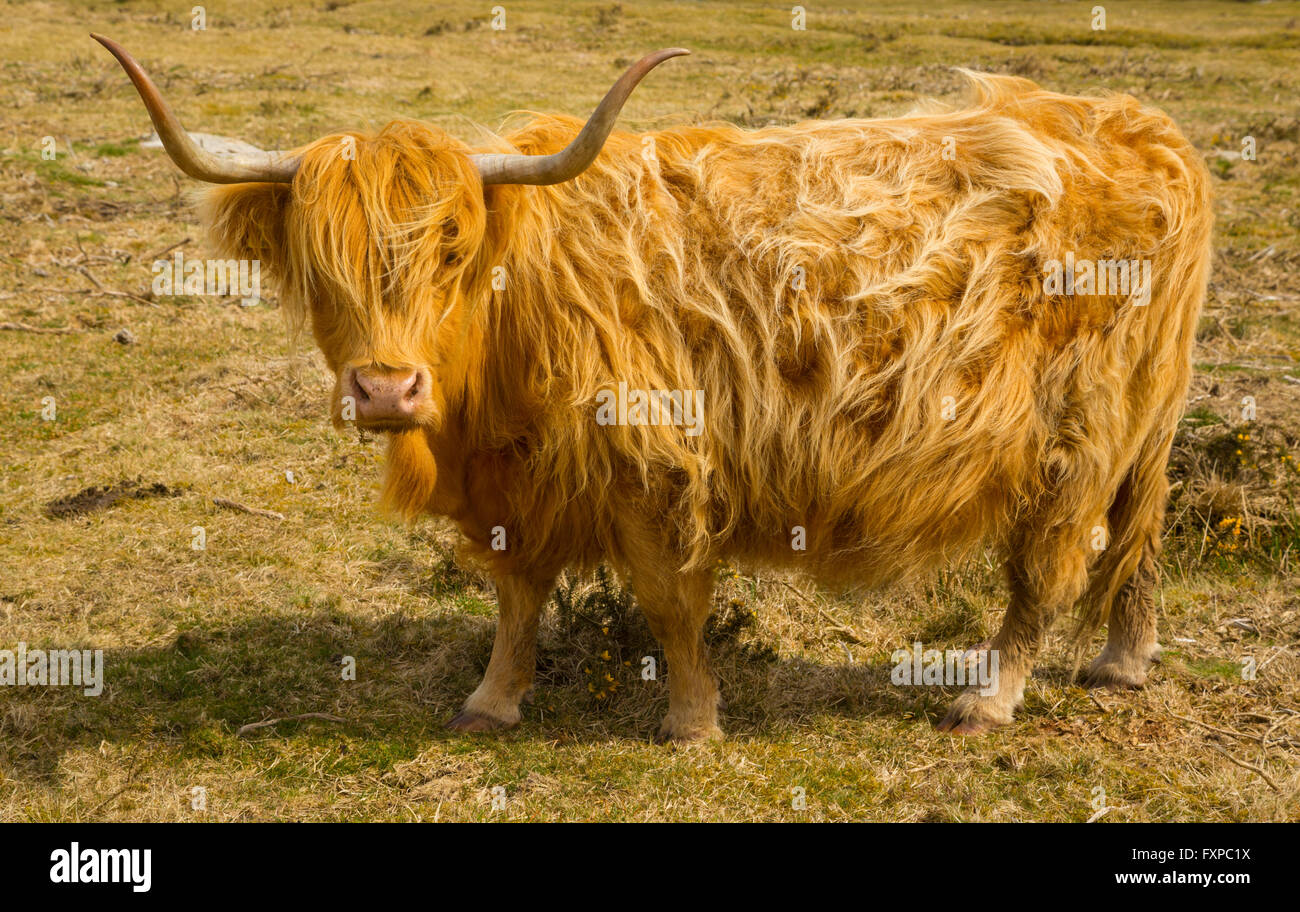 Aberdeen Angus sur Bodmin Moor Banque D'Images
