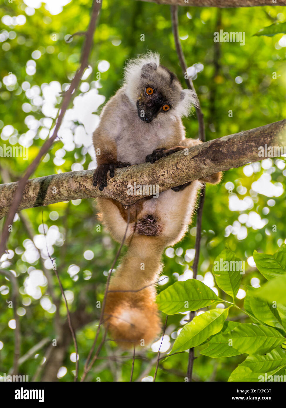 Lémurien dans un arbre dans la nature - l'île de Nosy Be, Madagascar Banque D'Images