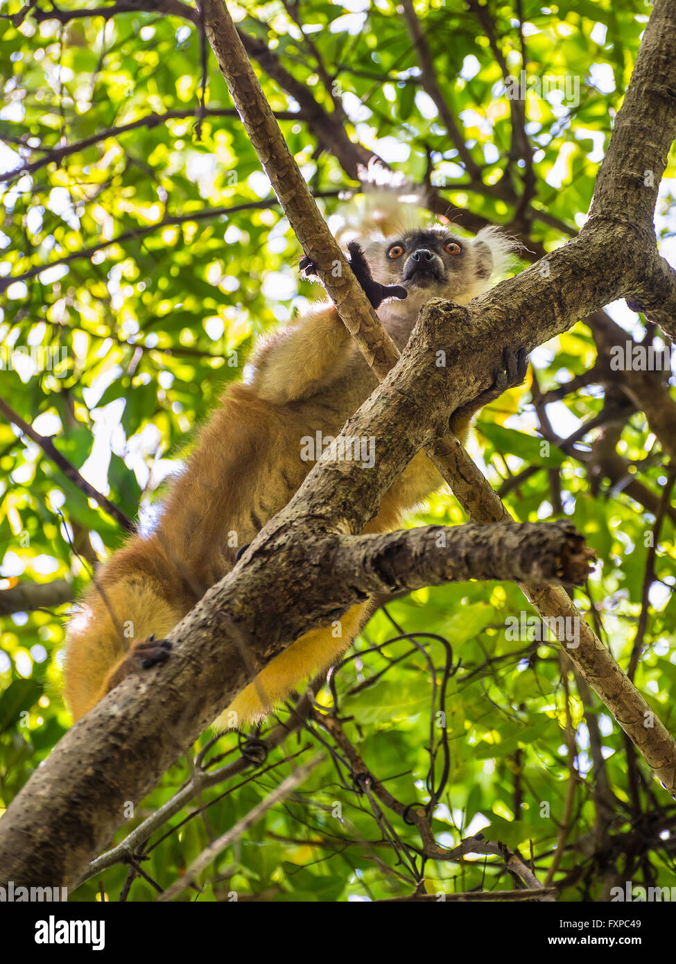 Close up portrait de la faune de lemur regard sur Lokobe réserve naturelle à Nosy Be, Madagascar, Afrique Banque D'Images