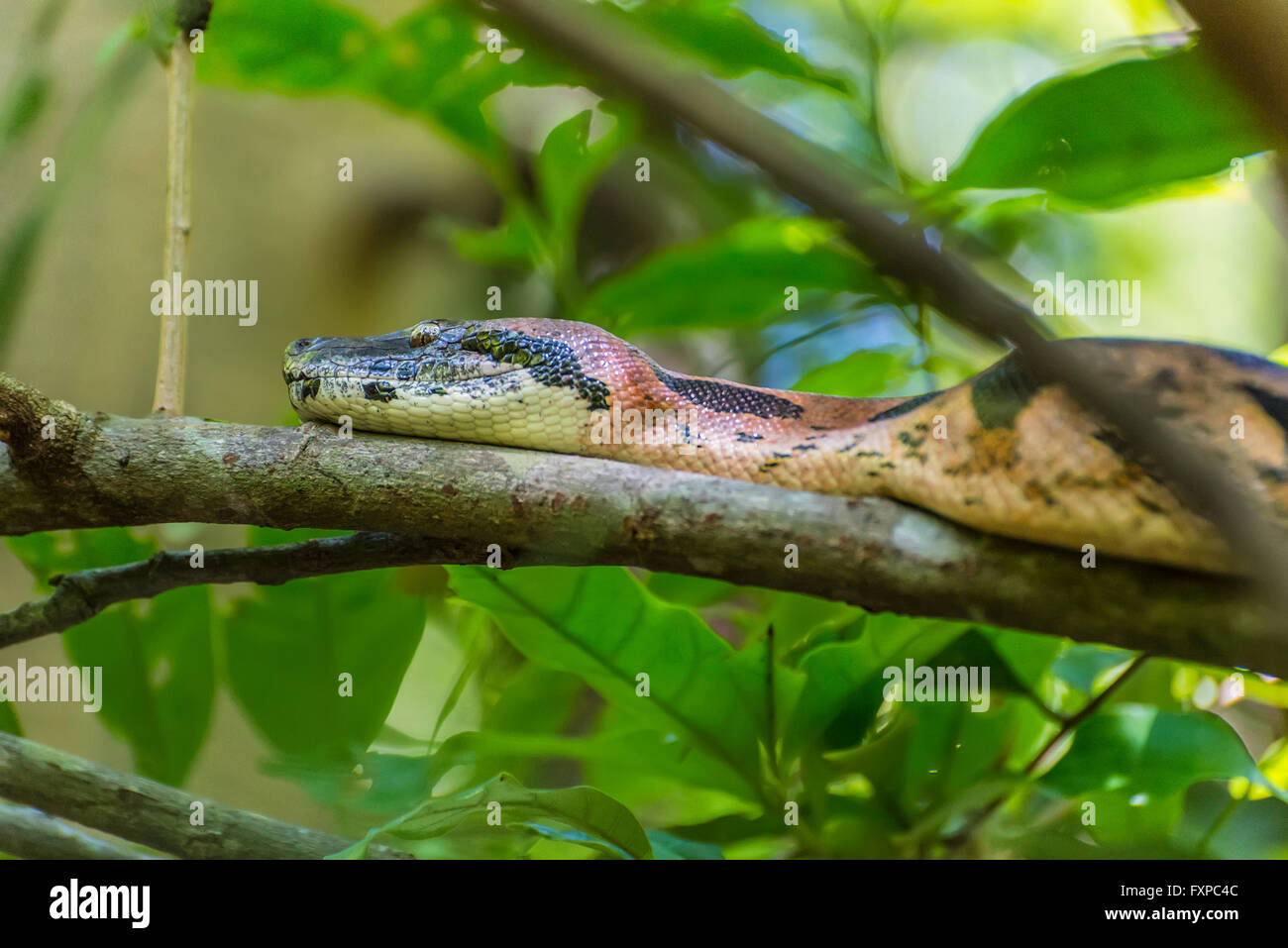 Boa constrictor sur les branches dans un environnement naturel - l'île de Nosy Be, Madagascar Banque D'Images