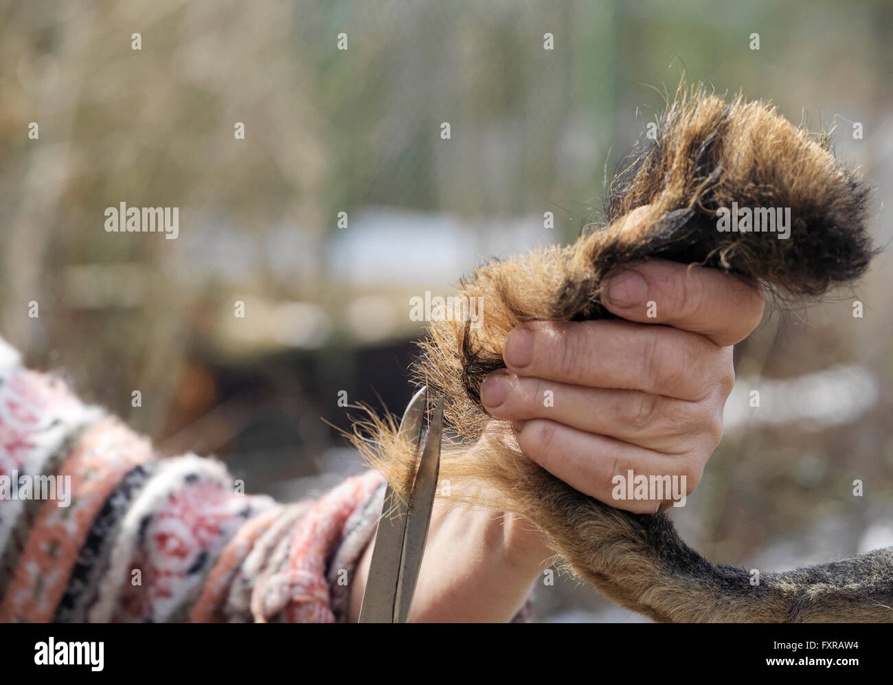 Coupe de cheveux de la queue de chien Banque D'Images