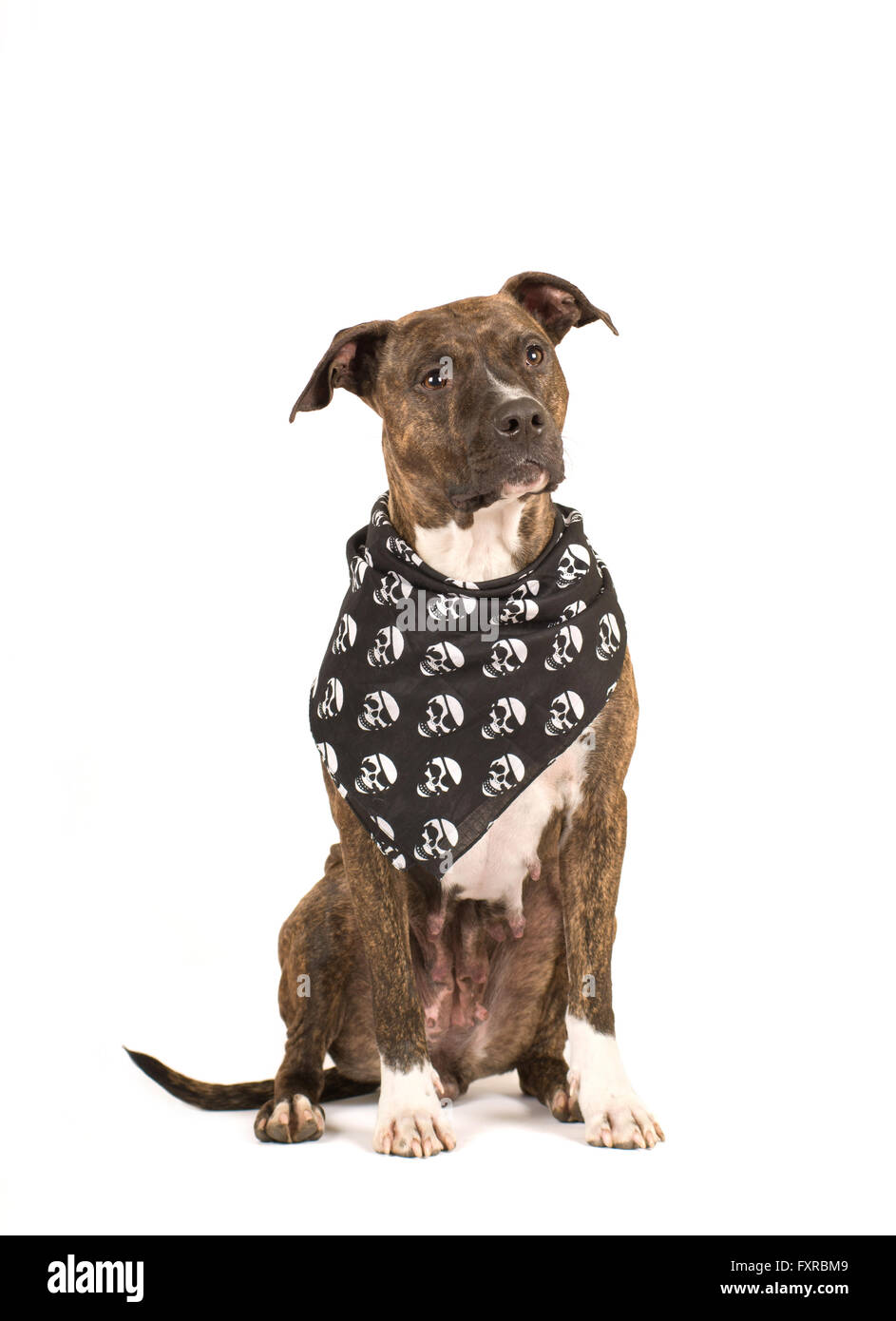 Pit-bull terrier isolé sur blanc dans les crânes avec Bandana noir Photo  Stock - Alamy