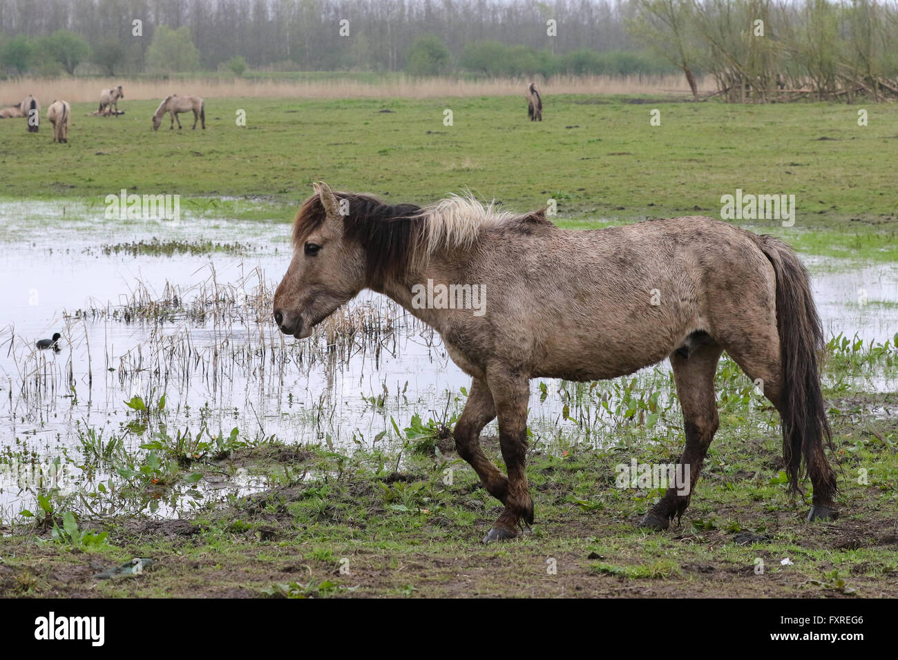 Chevaux Konik une marche sous la pluie dans l'Oostvaardersplassen, Pays-Bas Banque D'Images