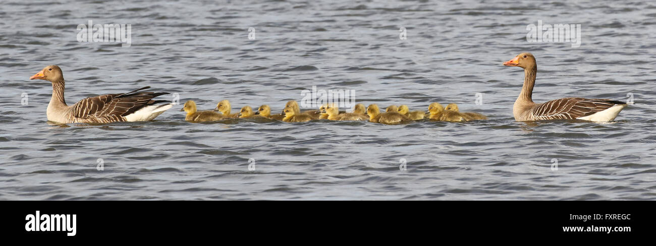 Une famille d'oies cendrées avec 14 oisons nager dans la lumière du soleil Banque D'Images