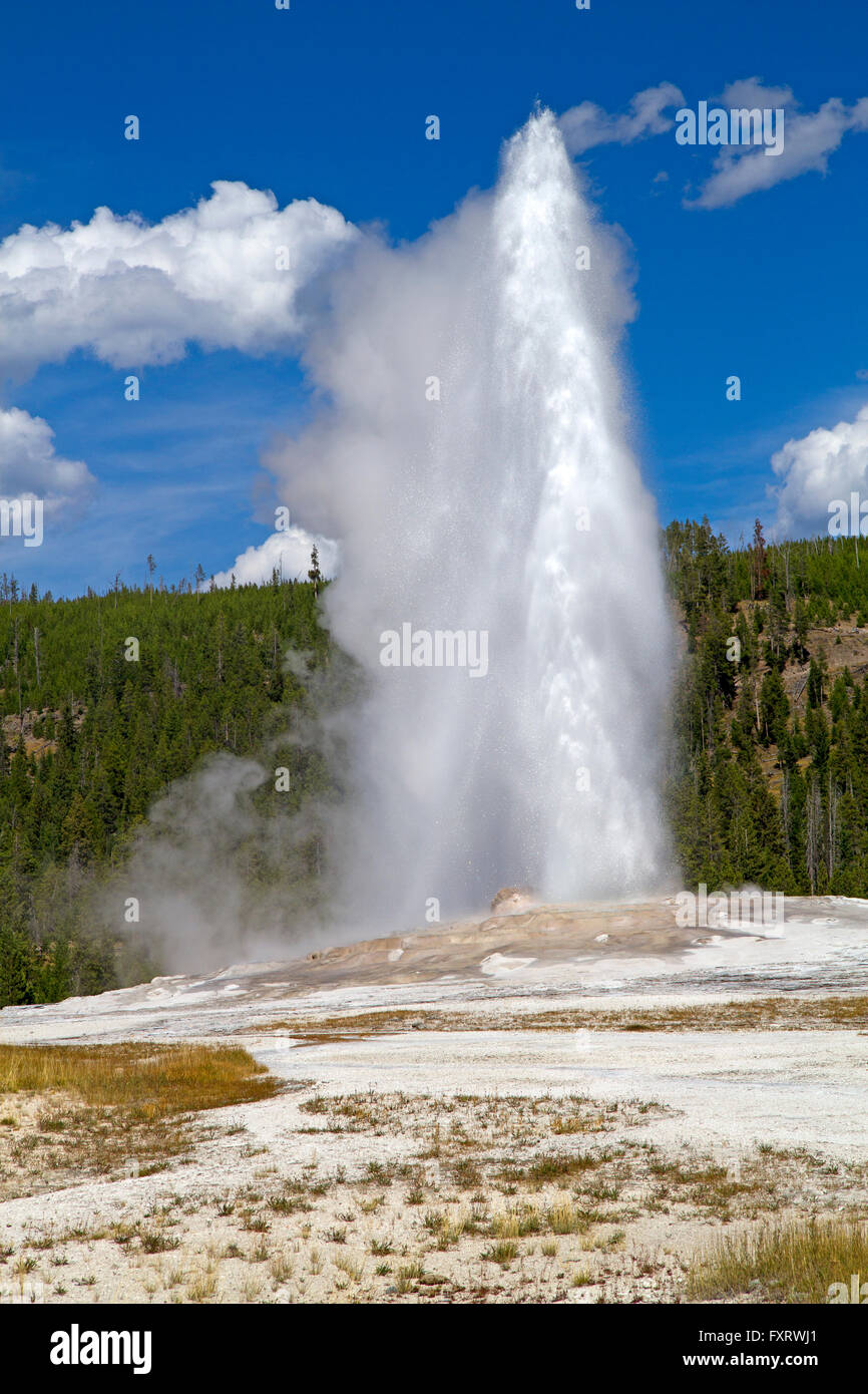 Old Faithful Geyser in Yellowstone National Park Banque D'Images