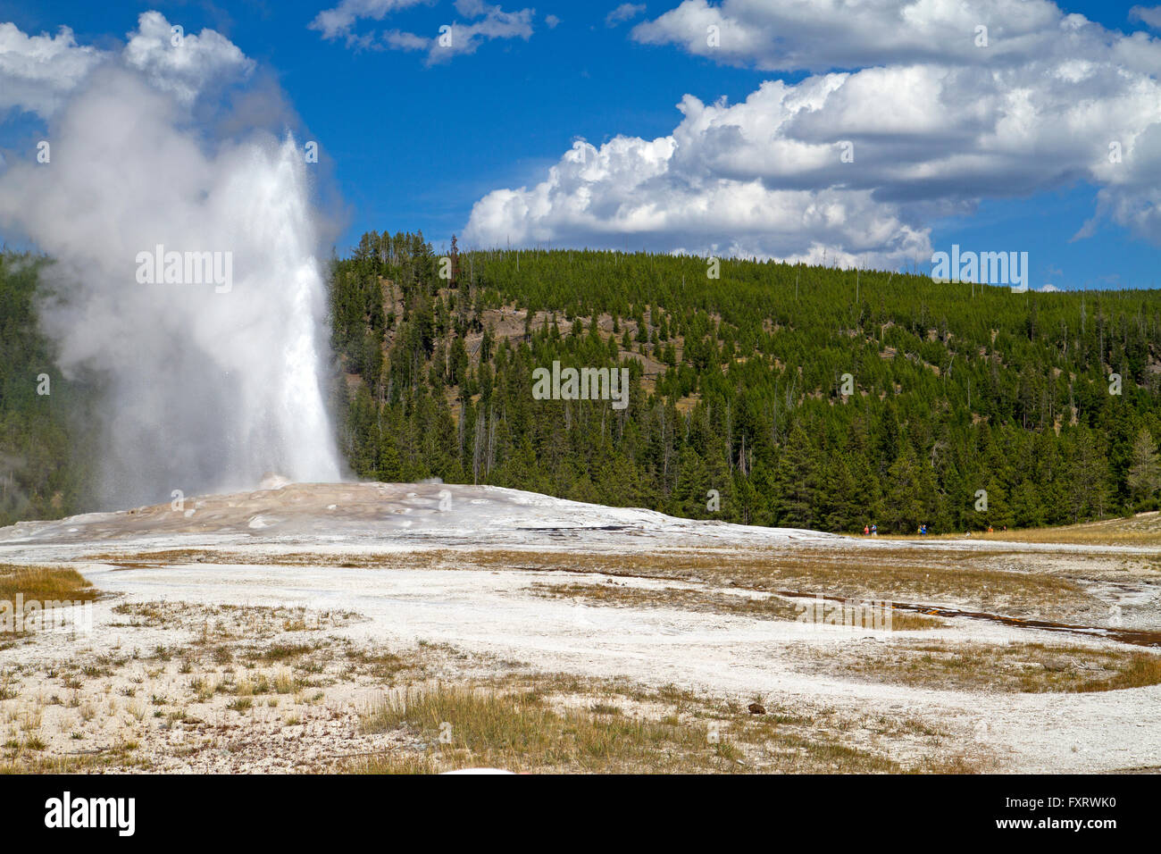 Old Faithful Geyser in Yellowstone National Park Banque D'Images