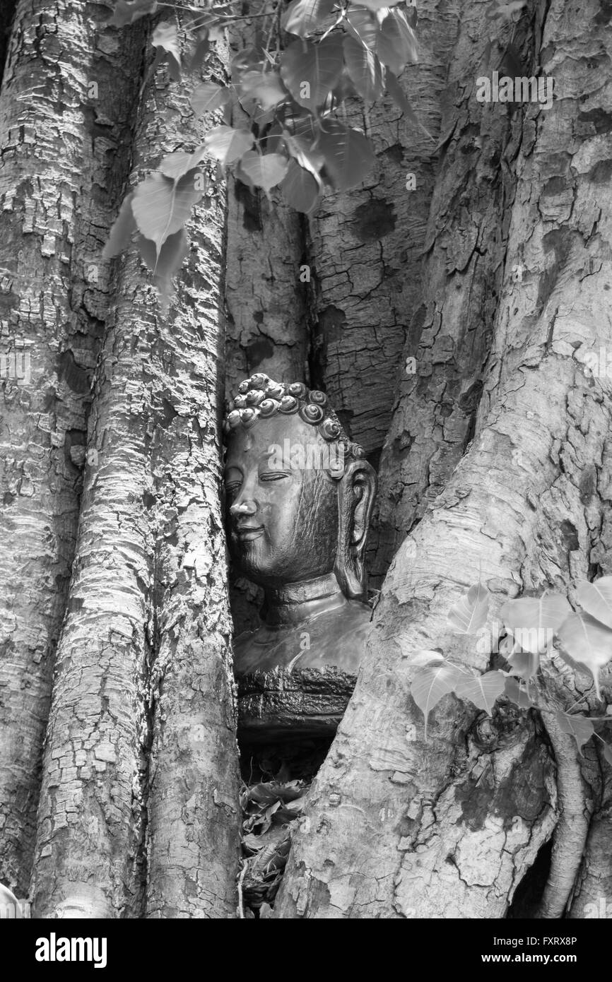 Bouddha dans l'arbre de la Bodhi chef blanc-noir Banque D'Images