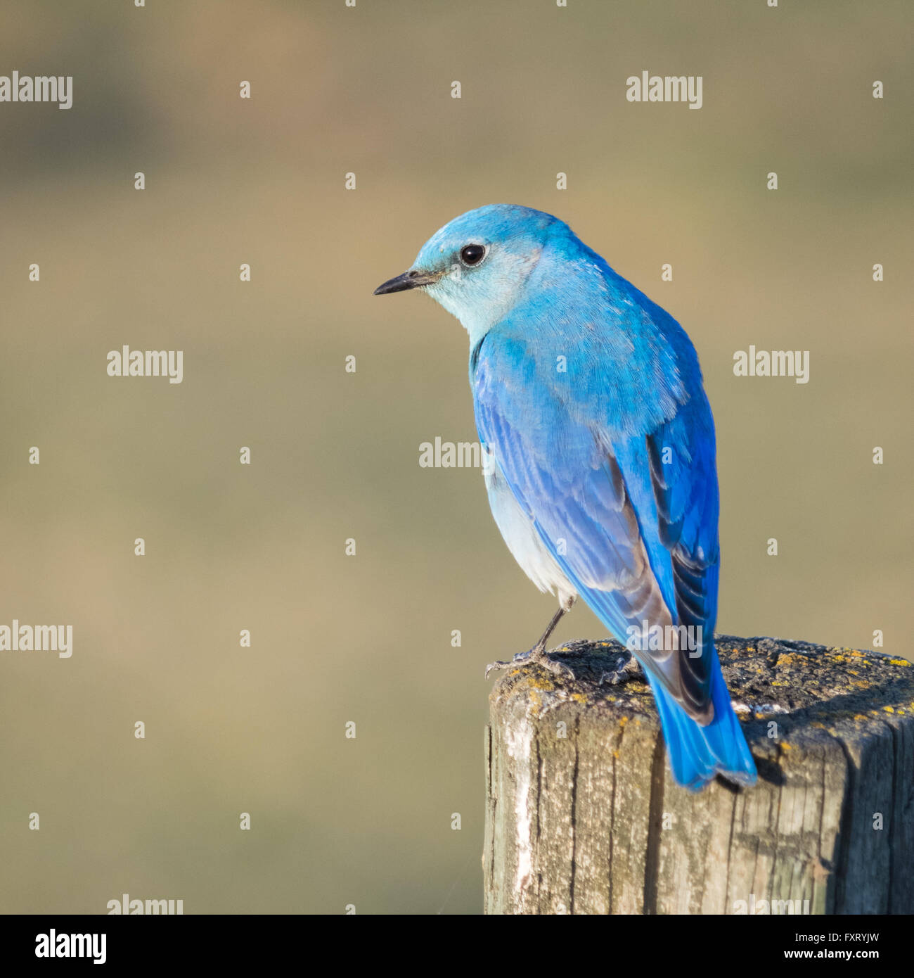 Un homme Merlebleu azuré (Sialia currucoides), perché sur un fencepost. Francis Viewpoint, Beaverhill Lake, Alberta, Canada. Banque D'Images