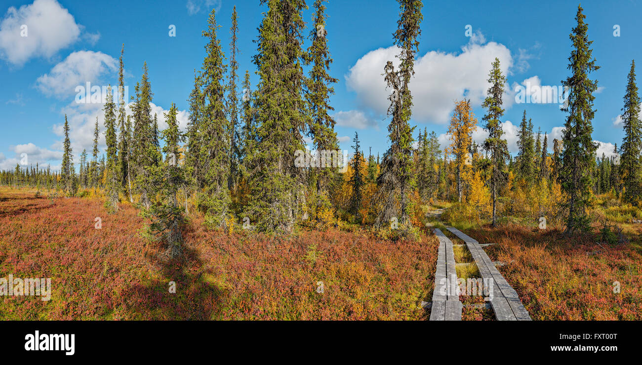 Couleurs d'automne en Laponie, près de la frontière de la Finlande et de la Russie. Banque D'Images