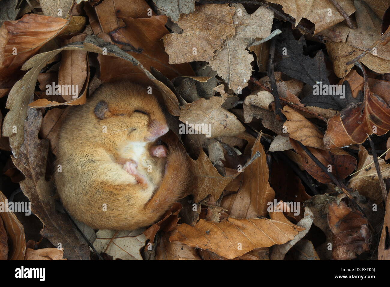 Muscardinus avellanarius Hazel loir, uk rodent Banque D'Images