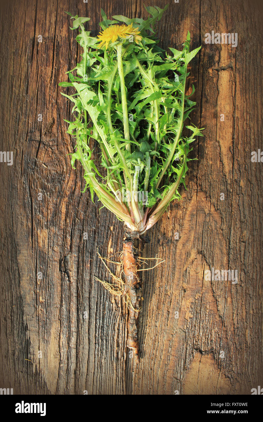Le pissenlit plante avec feuilles et racines comestibles sur fond de bois Banque D'Images
