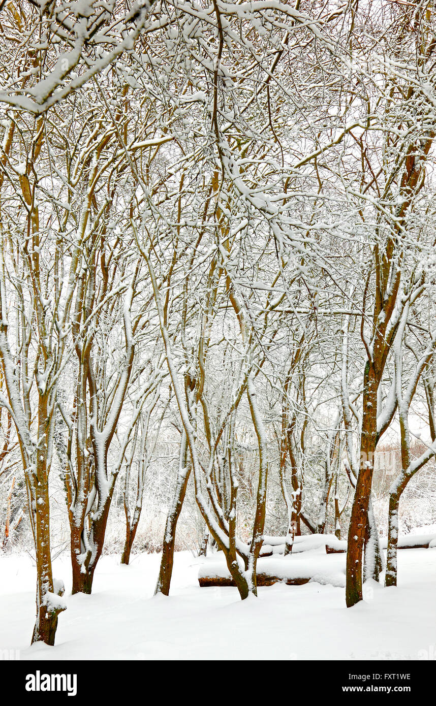 Bois d'hiver de plus en plus altérées de la luminosité et de la couleur voir aussi CF5BHT Banque D'Images