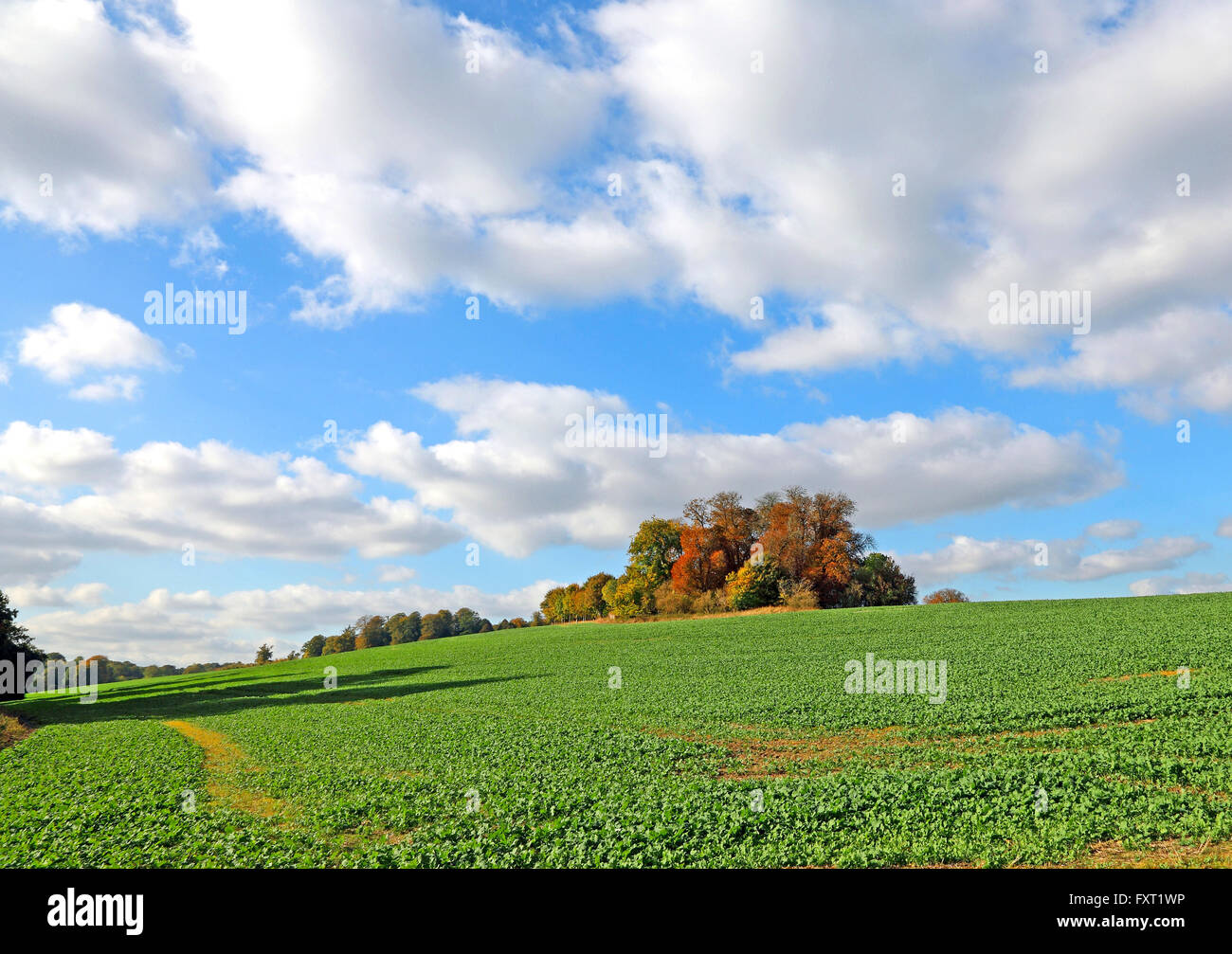 Perché sur les arbres en automne Berkshire Angleterre modifié numériquement image recadrée pour faire ressortir les couleurs voir aussi BFFDWT Banque D'Images