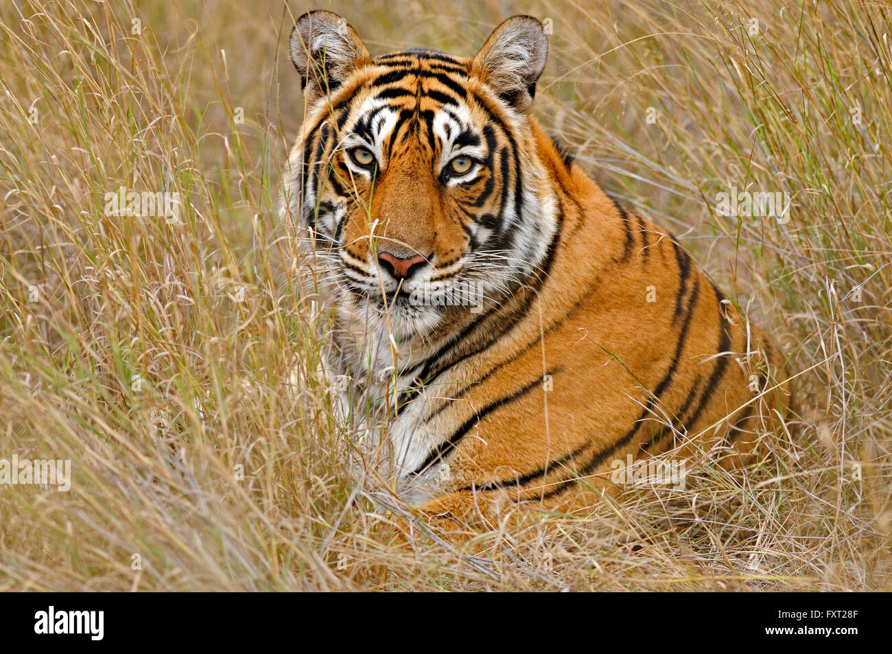 Bengale ou tigre de l'Inde (Panthera tigris tigris) dans l'herbe sèche, Ranthambhore National Park, Rajasthan, Inde Banque D'Images