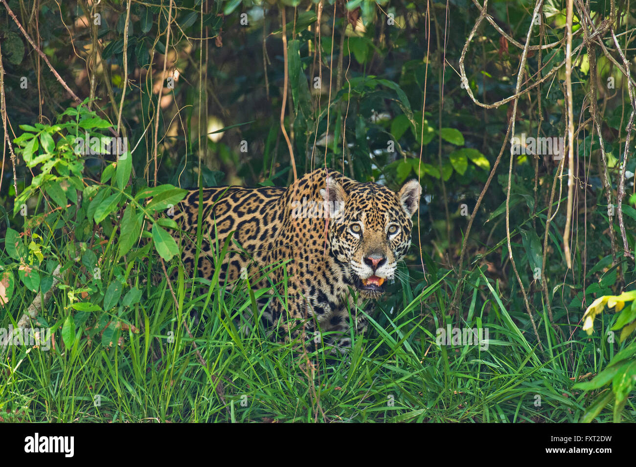 Jaguar (Panthera onca) marche à travers une épaisse végétation, Pantanal, Brésil Banque D'Images