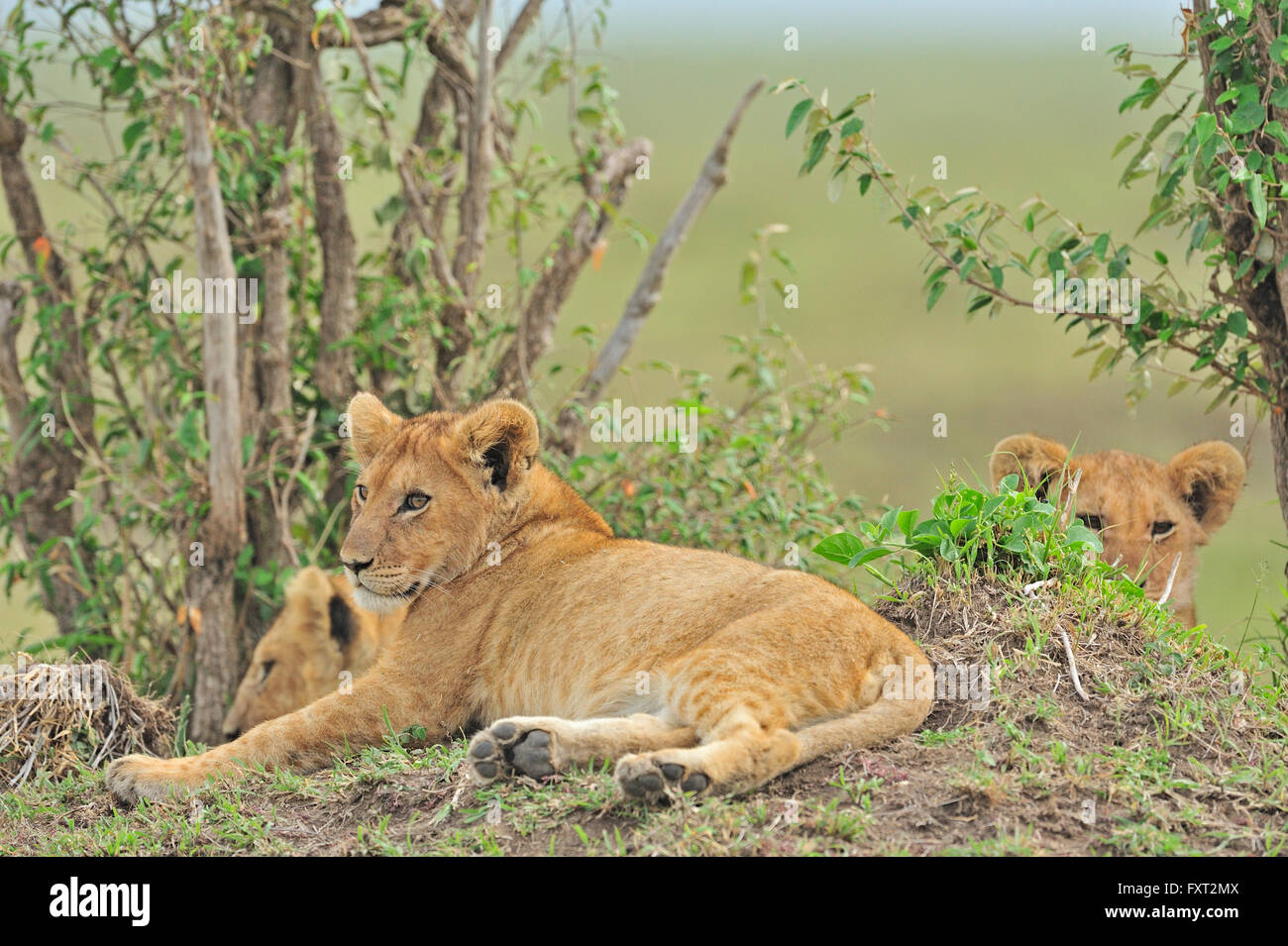 Le marais de Pride of lions (Panthera leo), Masai Mara National Reserve, Kenya Banque D'Images