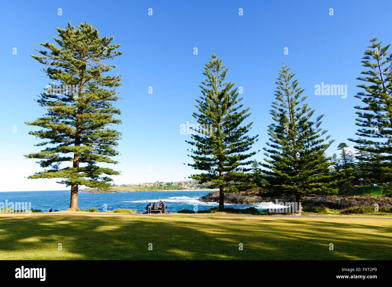 Kiama avec ses typiques de pins de Norfolk (Araucaria heterophylla), Côte d'Illawarra, New South Wales, Australie Banque D'Images