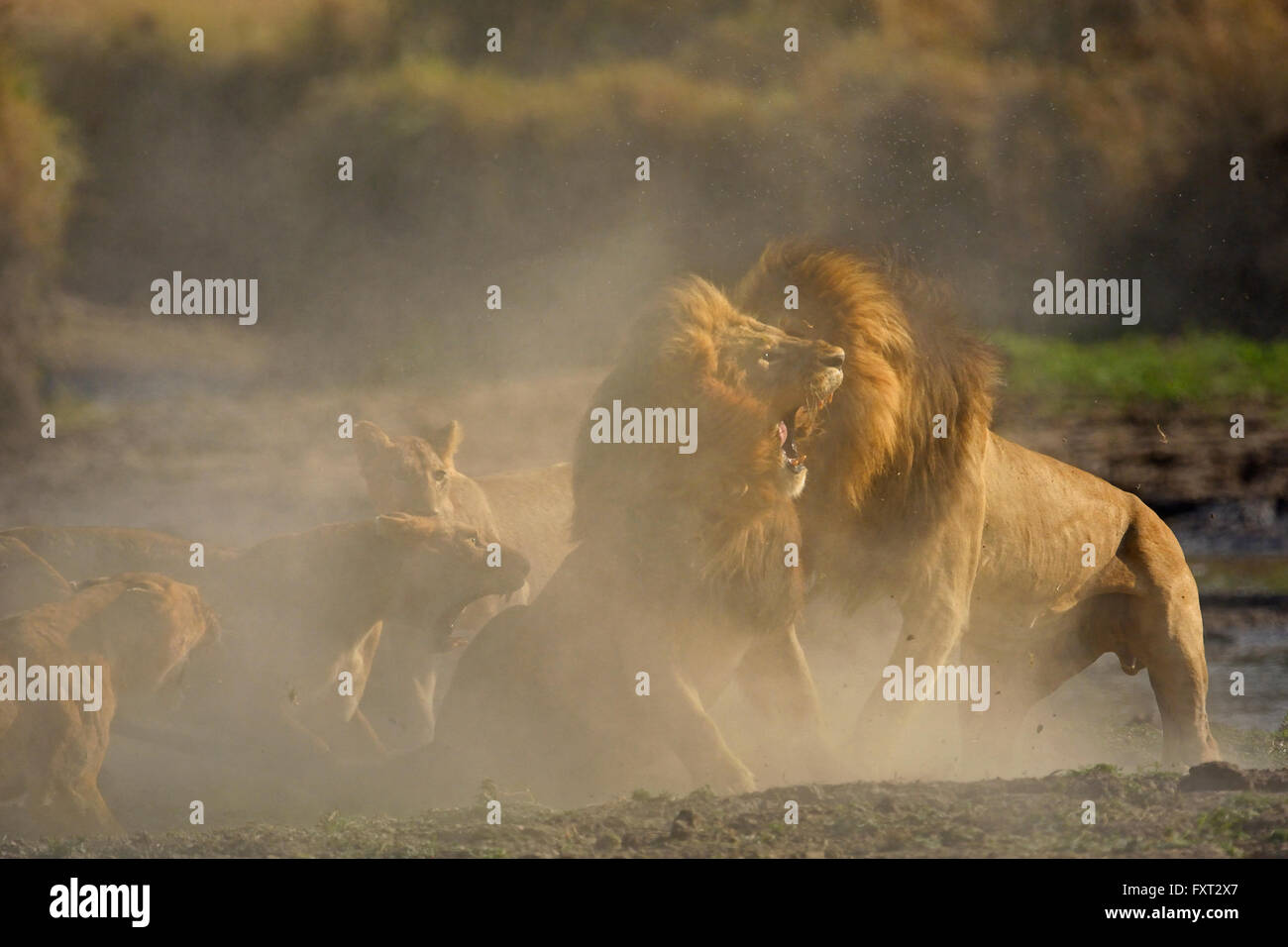 Les lions (Panthera leo) combats, Masai Mara National Reserve, Kenya Banque D'Images