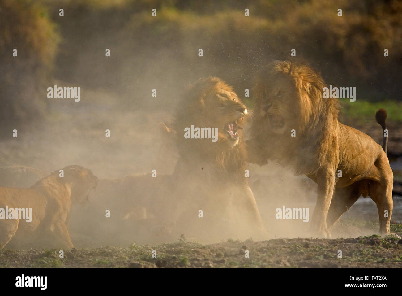 Les lions (Panthera leo) combats, Masai Mara National Reserve, Kenya Banque D'Images