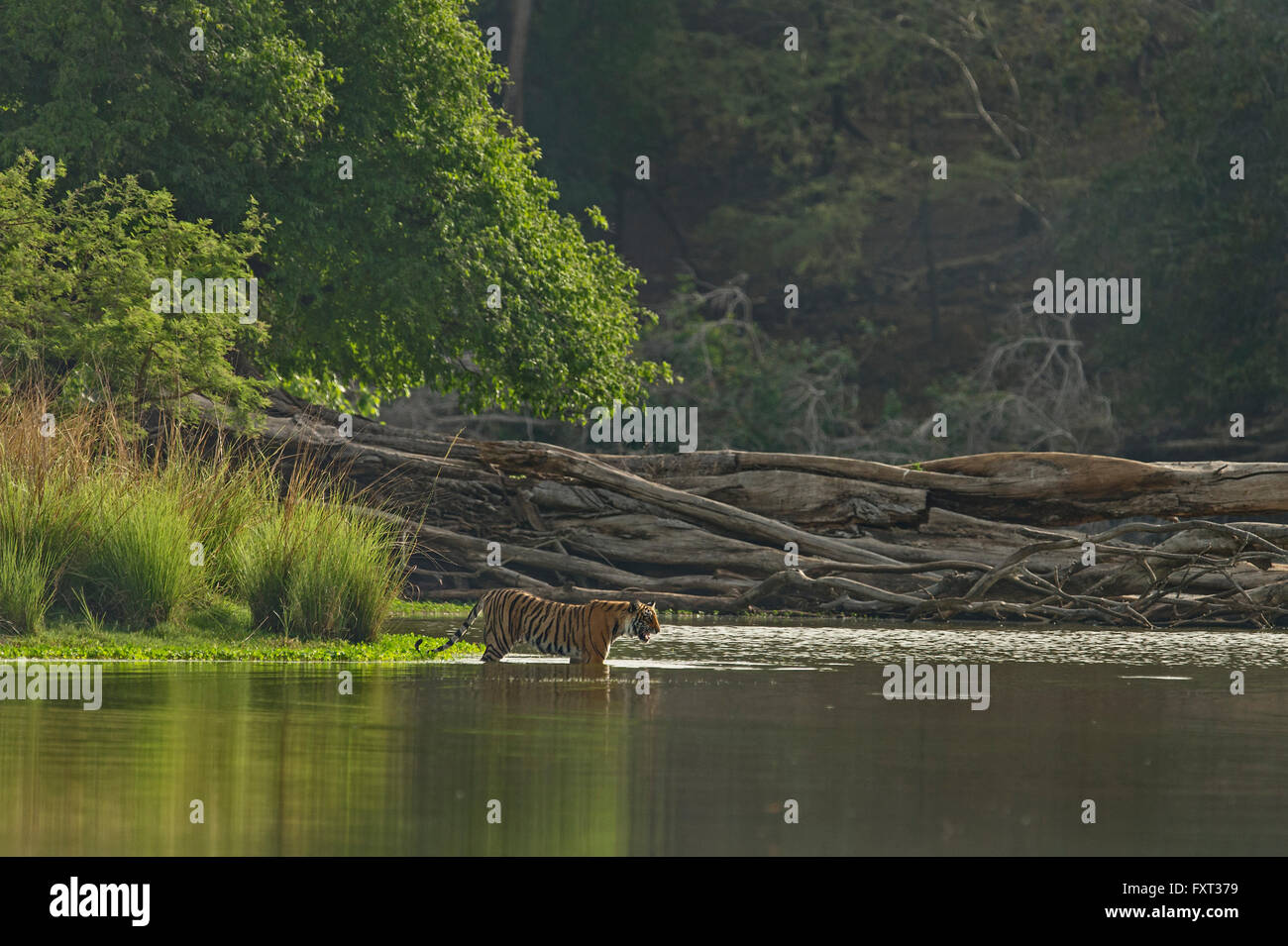 Bengale ou tigre de l'Inde (Panthera tigris tigris) debout à un lac, grondant, le parc national de Ranthambore, Rajasthan, Inde Banque D'Images