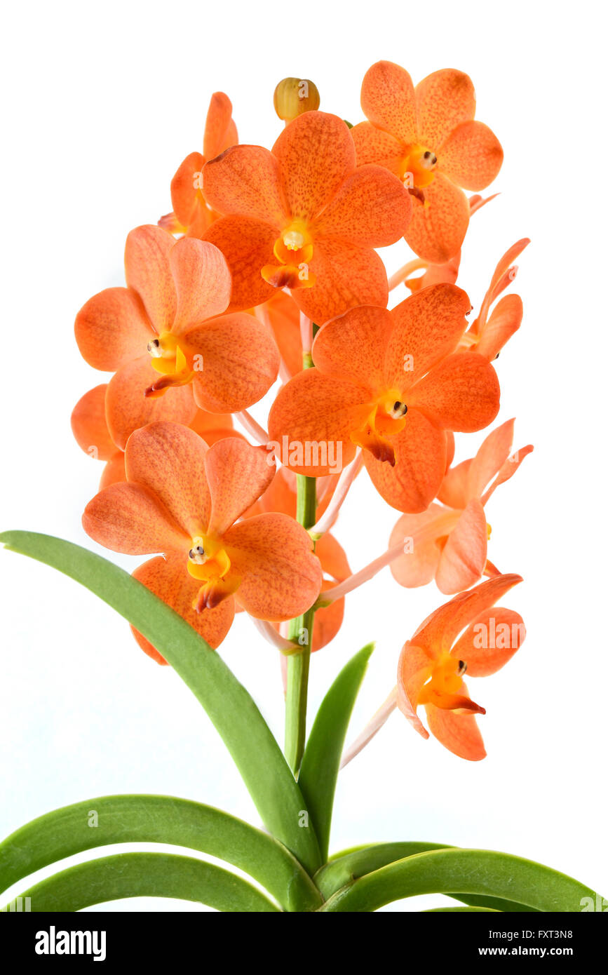 Orchidée orange sur fond blanc Photo Stock - Alamy