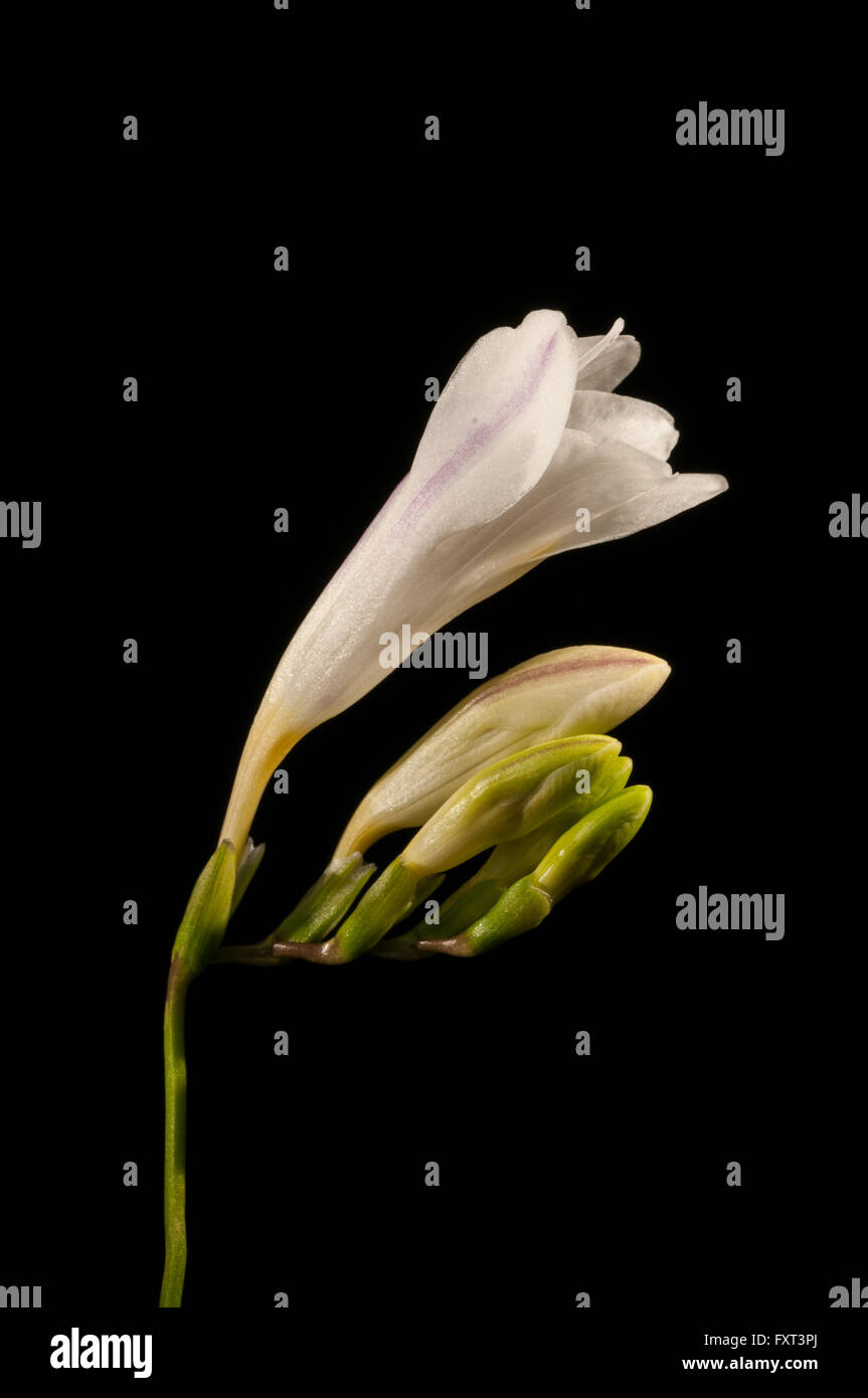 Fleurs de freesia alba Banque D'Images