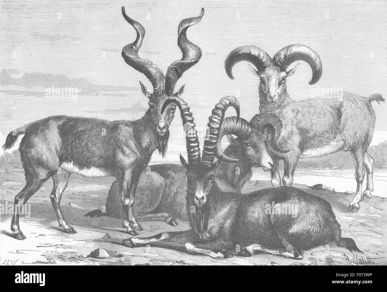 OVIS AMMON : Ibex Siberica-Nahura-Markhov Ram, antique print c1885 Banque D'Images