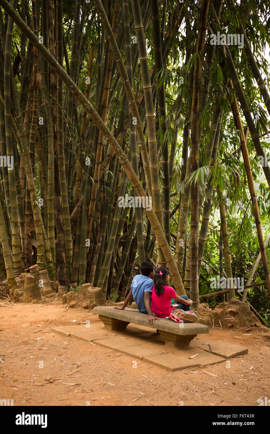 Sri Lanka, Kandy, Peradeniya Botanical Gardens, une cour pour couple, ci-dessous, Dendrocalamus Giganteus bambou géant Banque D'Images
