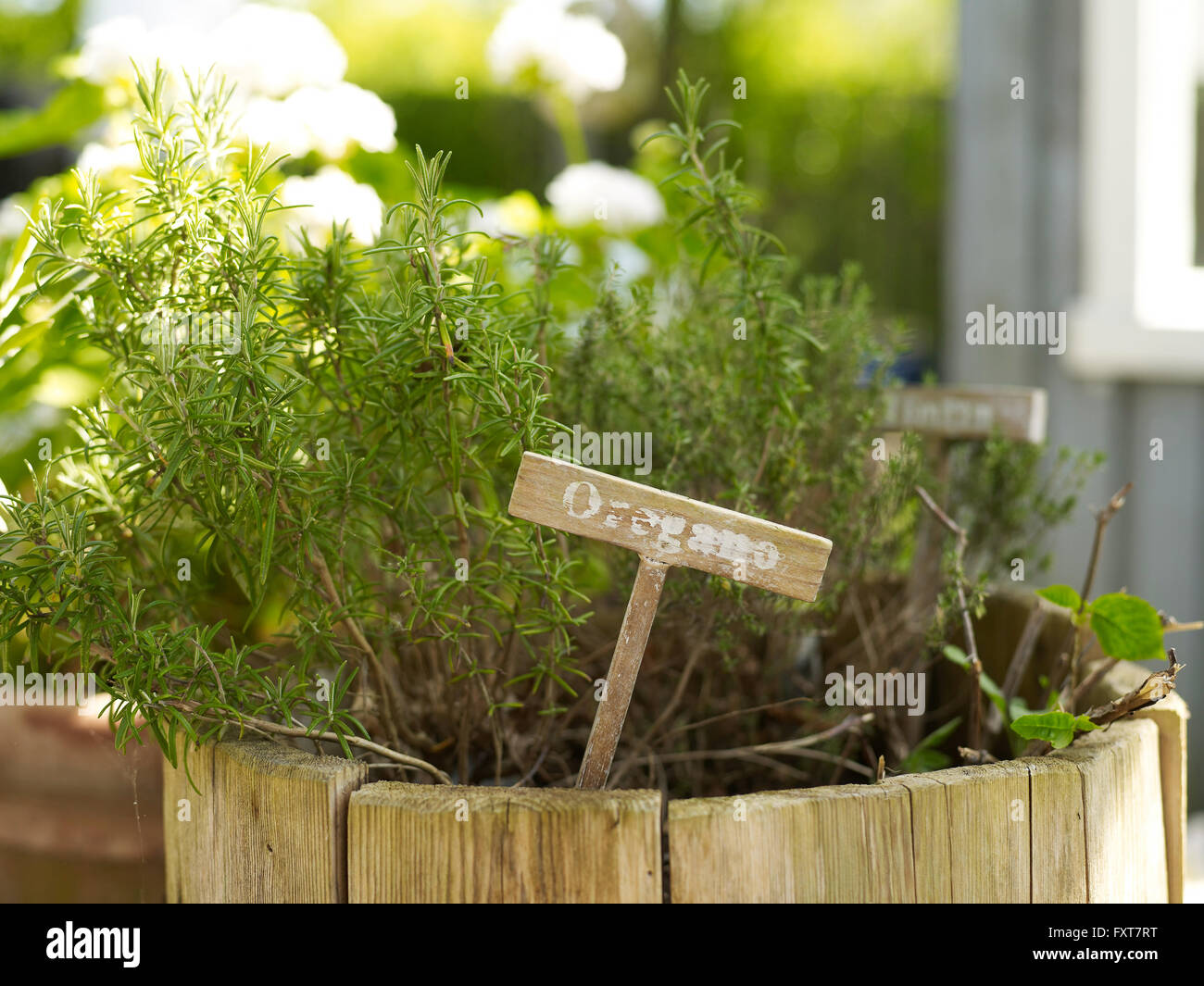 L'origan plante en pot de fleurs rustiques dans jardin Banque D'Images