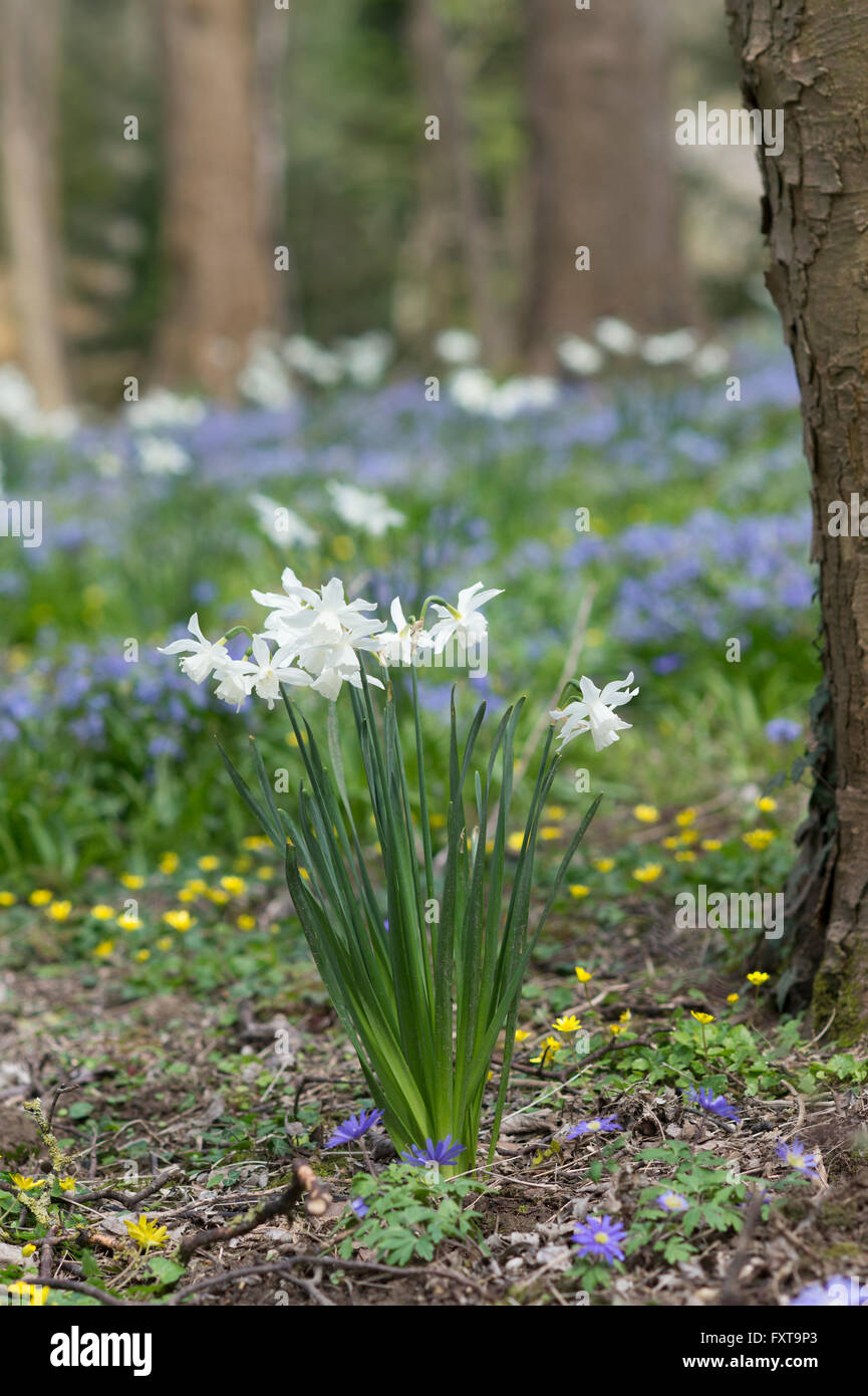 Narcissus thalia. Jonquille Triandrus fleurs dans un anglais géré de bois. Evenley jardins du bois, Northamptonshire, Angleterre Banque D'Images