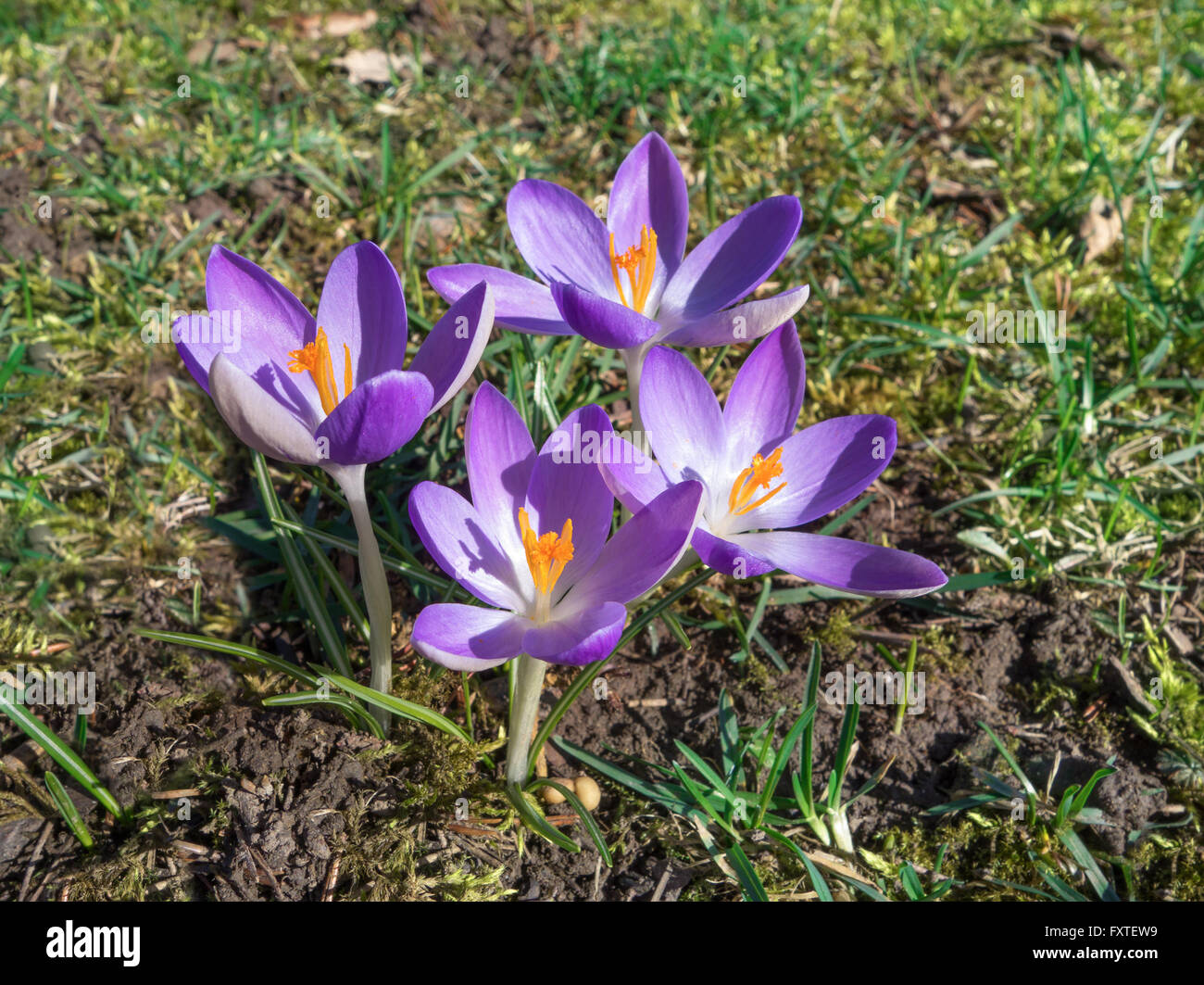Crocus violets Banque D'Images