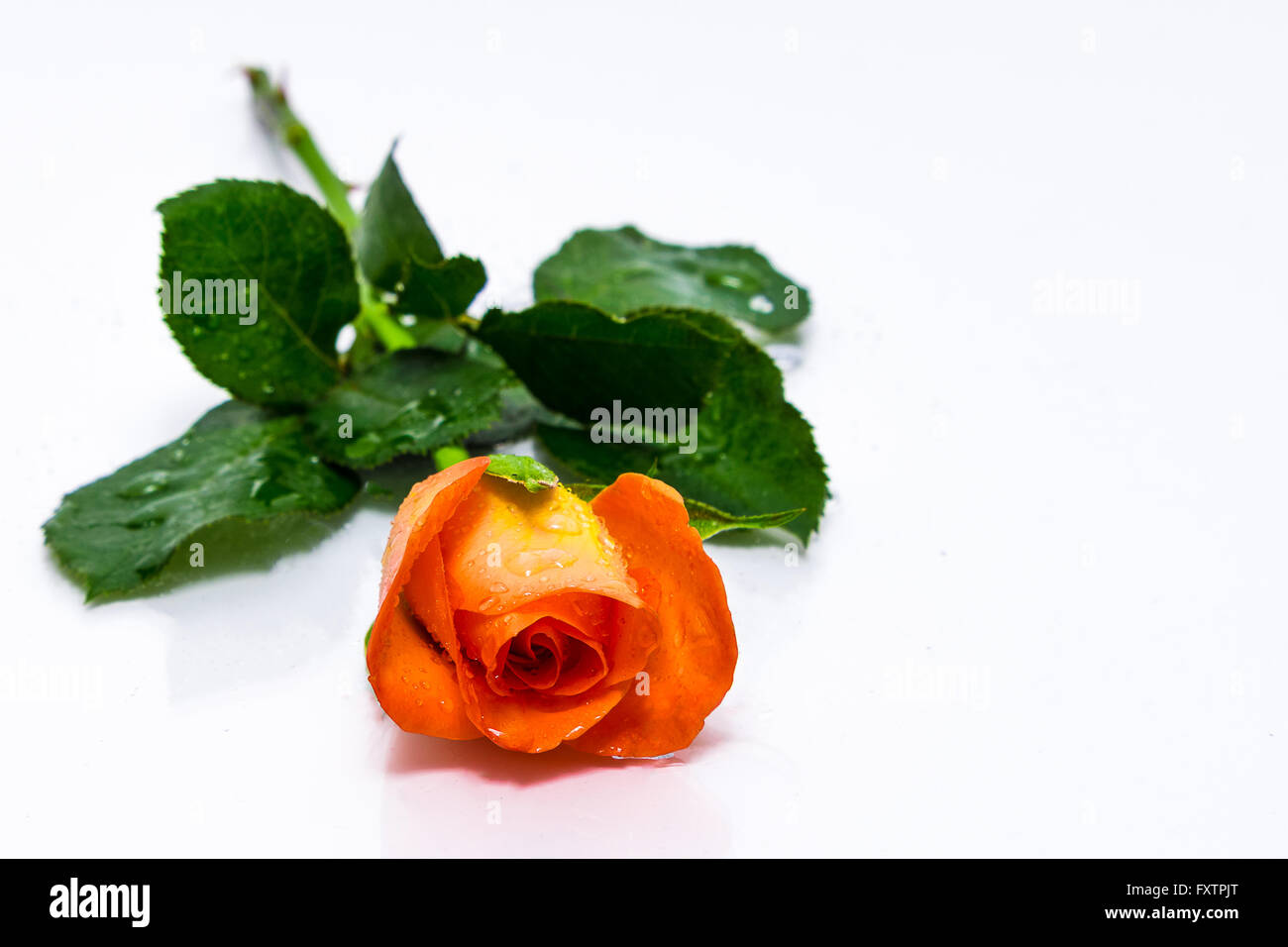 Une seule orange rouge rose avec des feuilles vertes et de gouttelettes d'eau sur un fond blanc. Banque D'Images