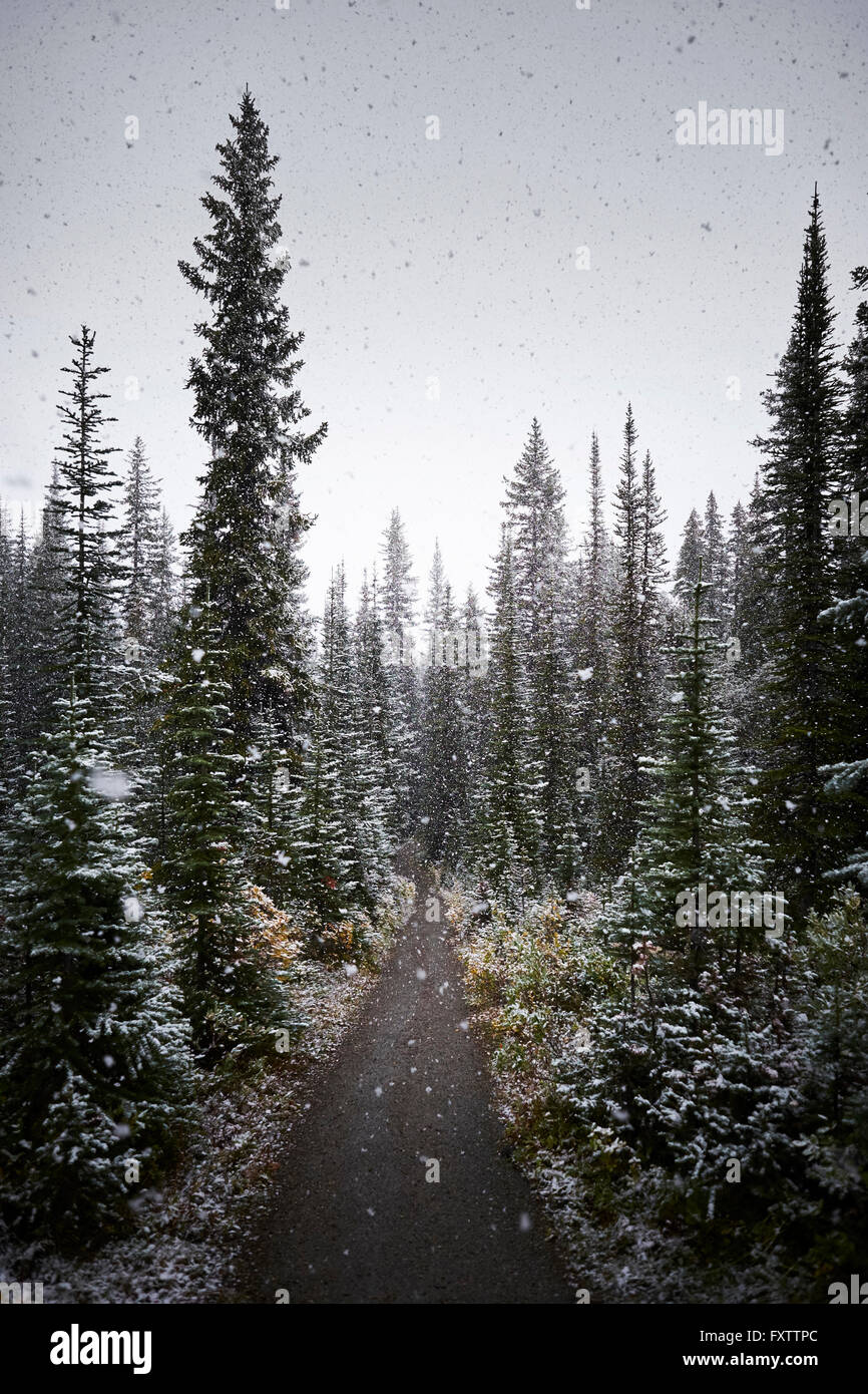 Neige dans forêt de pins, Alberta, Canada Banque D'Images
