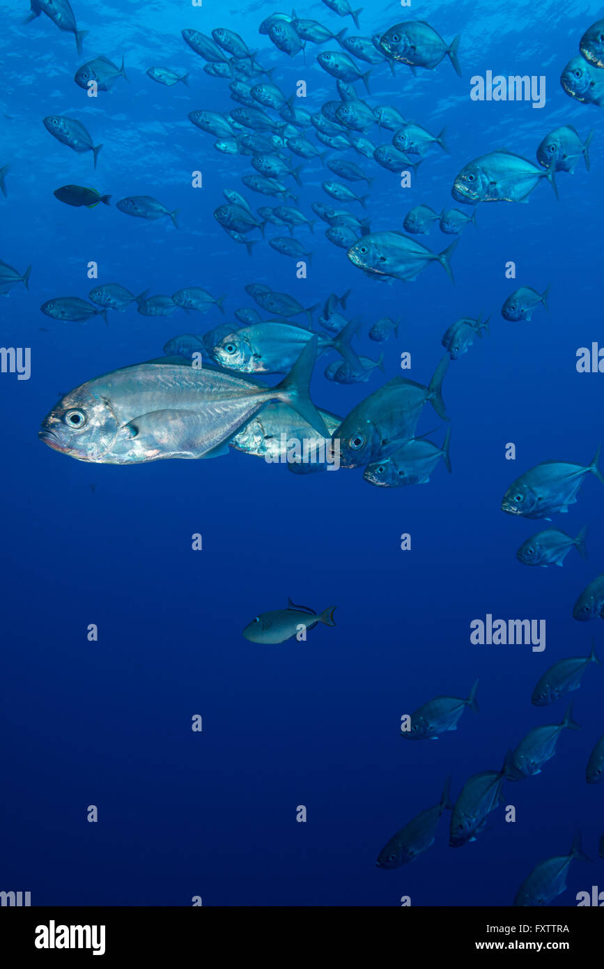 Les petits poissons argentés se rassemblent dans de grandes écoles autour de reef corners Banque D'Images