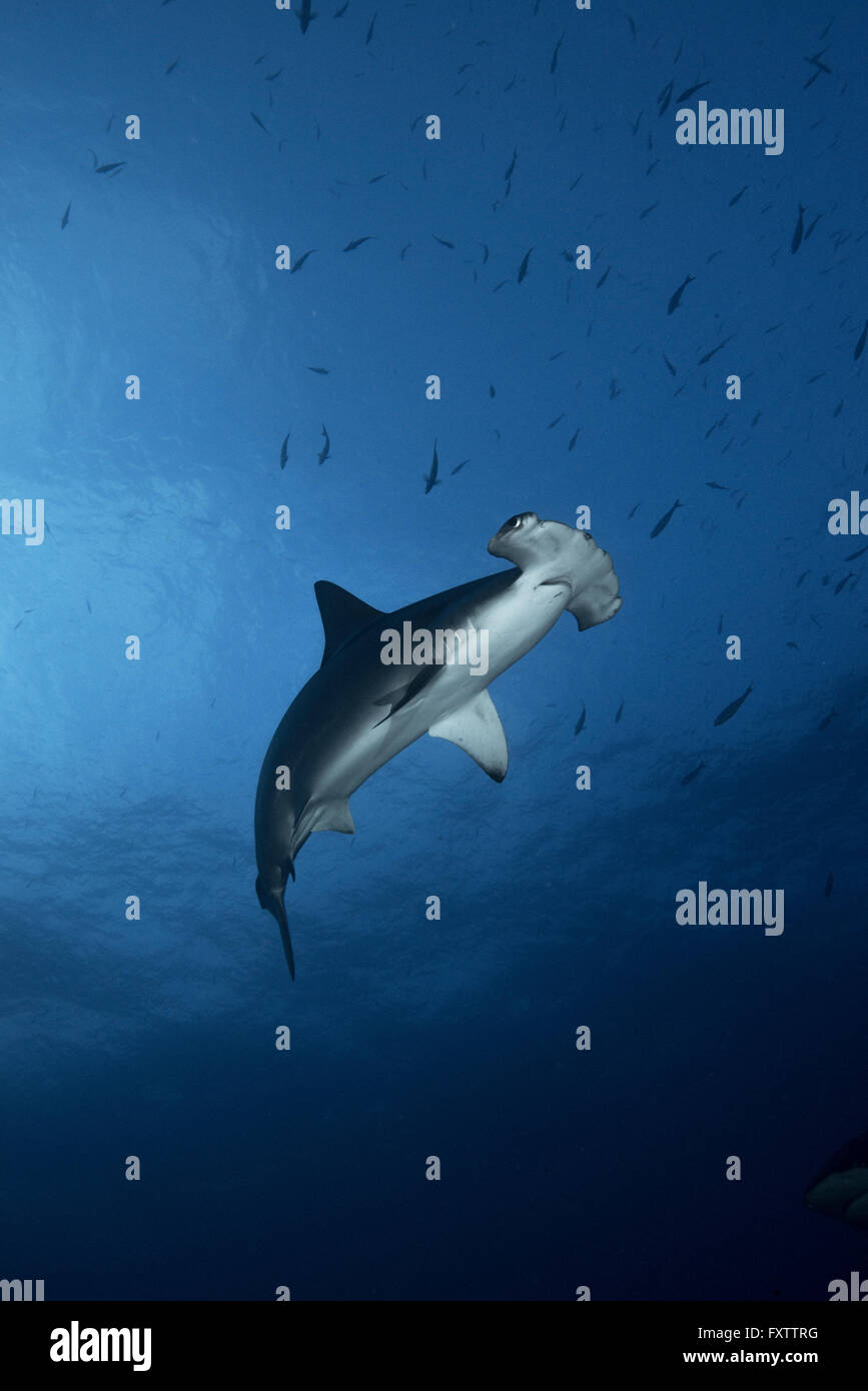 Vue en contre-plongée de requin marteau (Sphyrna lewini) natation Banque D'Images