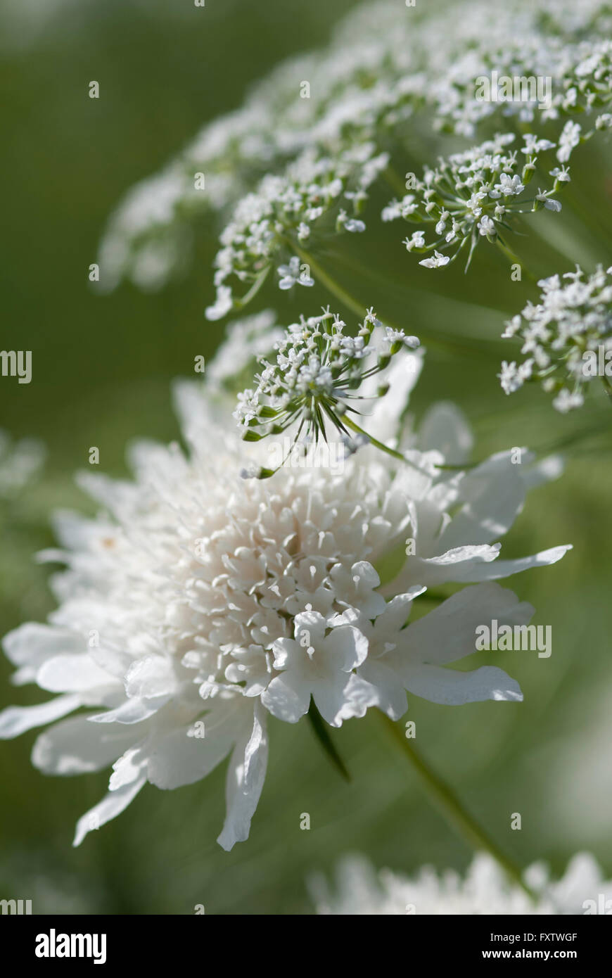 Scabiosa caucasica 'Perfecta Alba' avec Ammi majus Banque D'Images