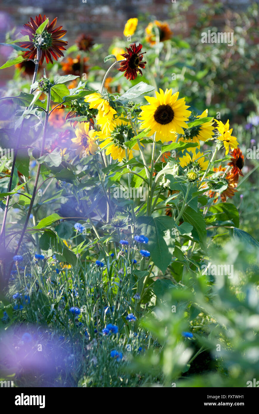 Dans le tournesol, Helianthus annuus frontière ensoleillée Banque D'Images