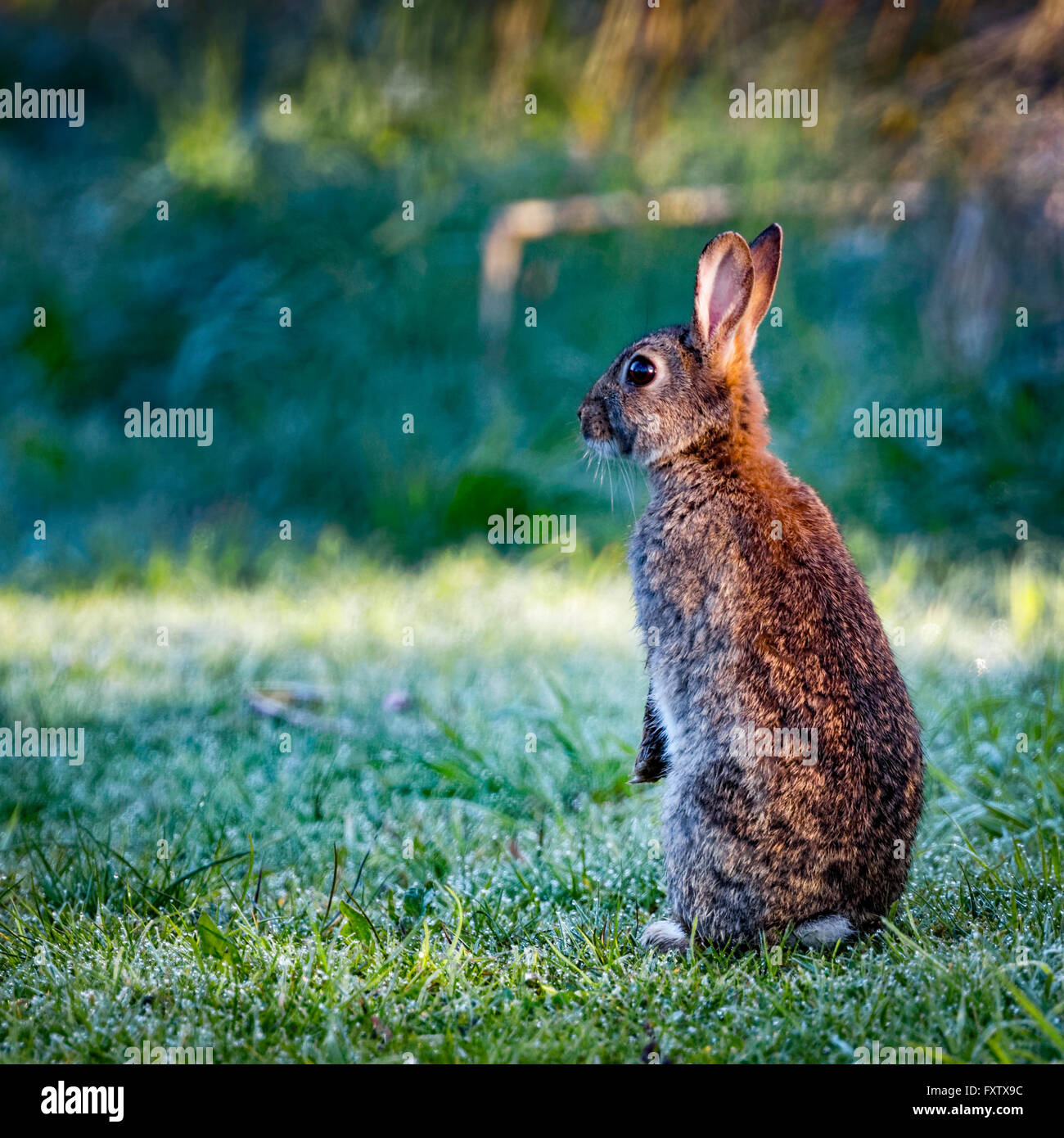 4 commun sauvage lapin (Oryctolagus cuniculus) assis sur hind dans un pré sur un matin glacial entouré d'herbe et la rosée Banque D'Images