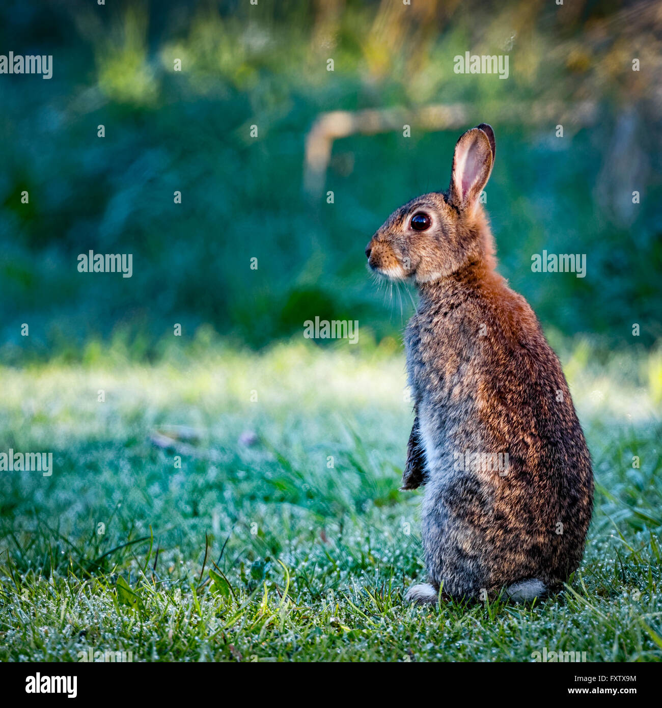 1 commun sauvage lapin (Oryctolagus cuniculus) assis sur hind dans un pré sur un matin glacial entouré d'herbe et la rosée Banque D'Images