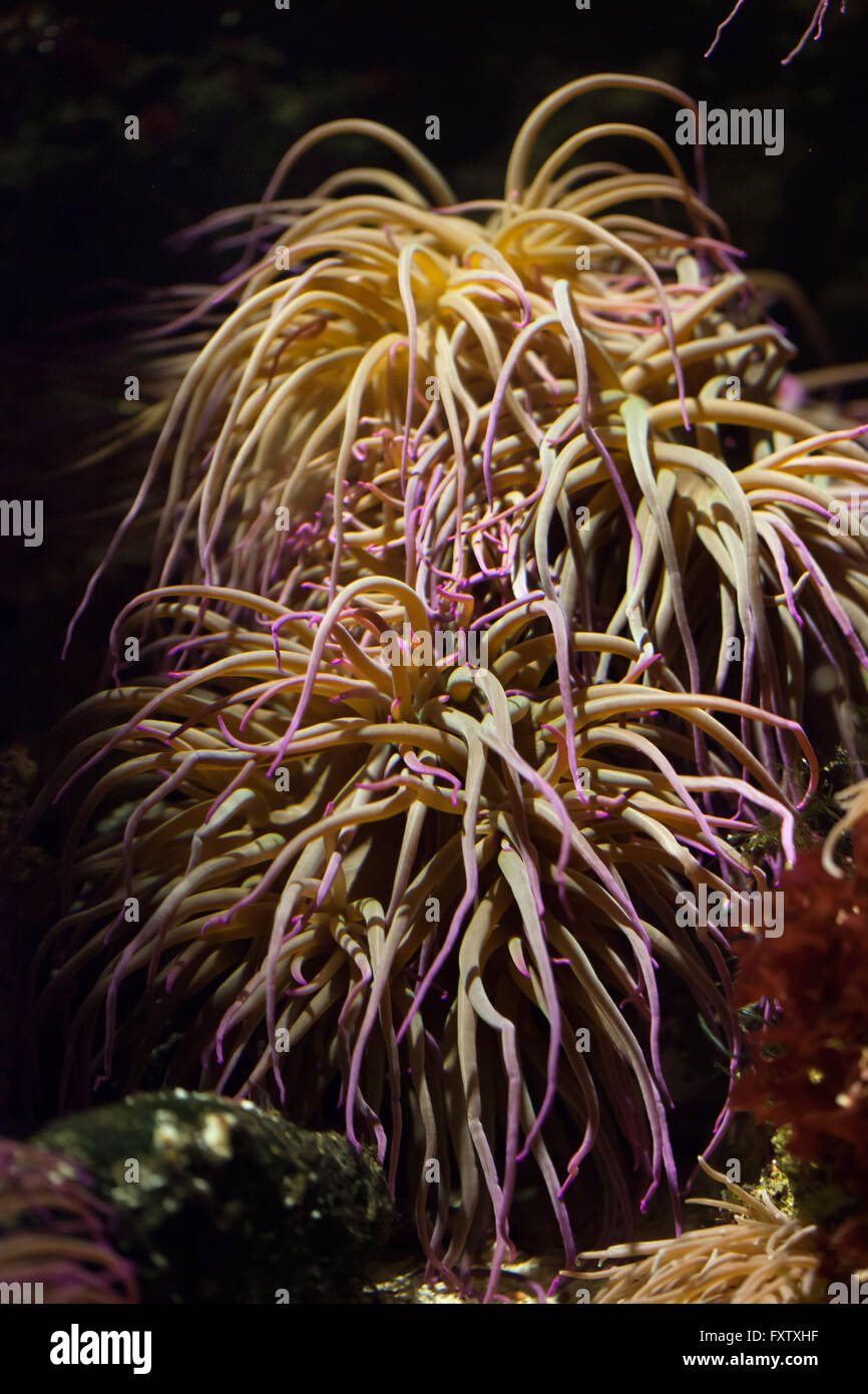 L'anémone Anemonia viridis (Snakelocks) dans l'Aquarium de Gênes à Gênes, Ligurie, Italie. Banque D'Images