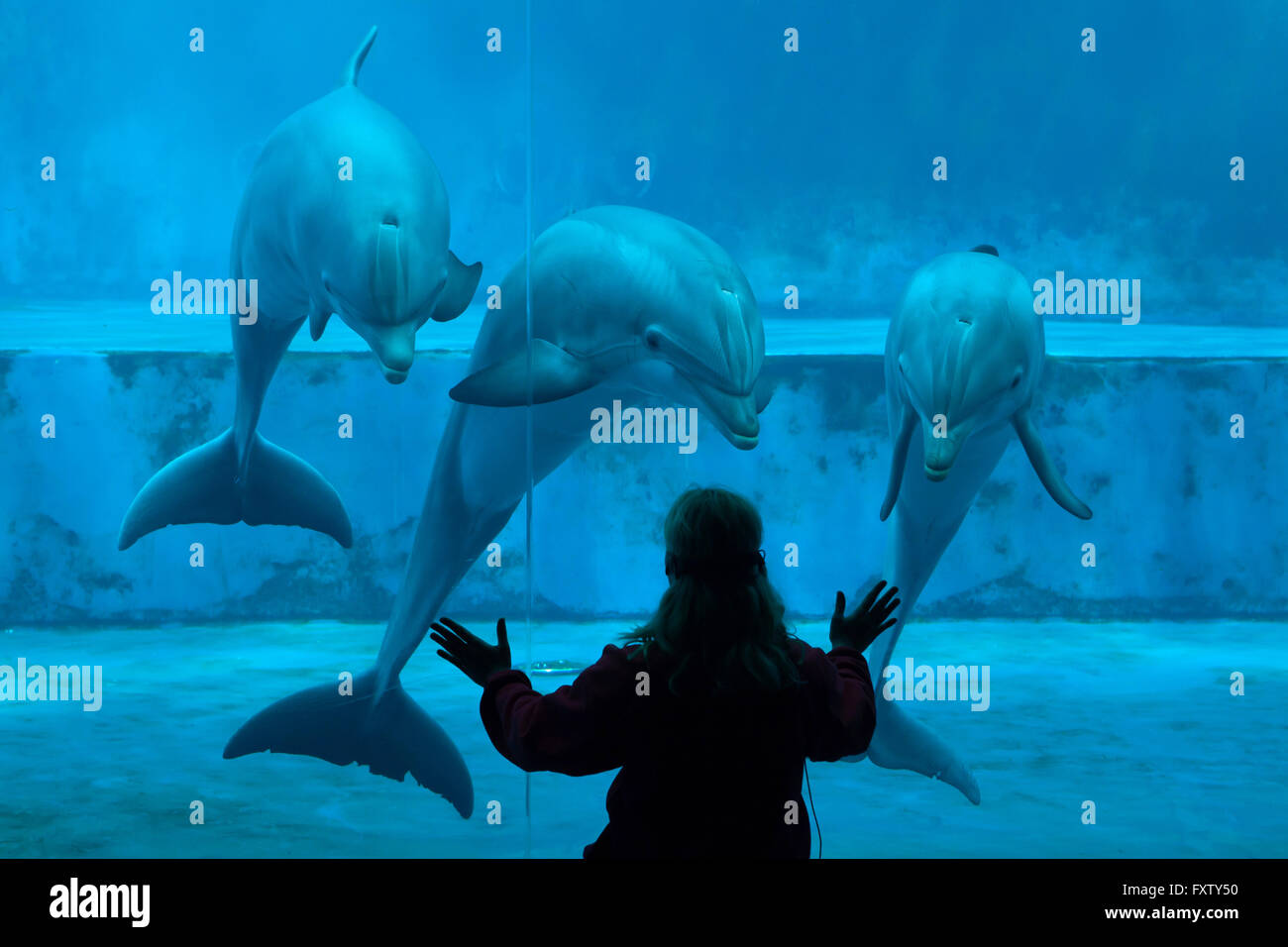 Entraîneur des animaux se produit avec les grands dauphins (Tursiops truncatus) dans l'Aquarium de Gênes à Gênes, Ligurie, Italie. Banque D'Images