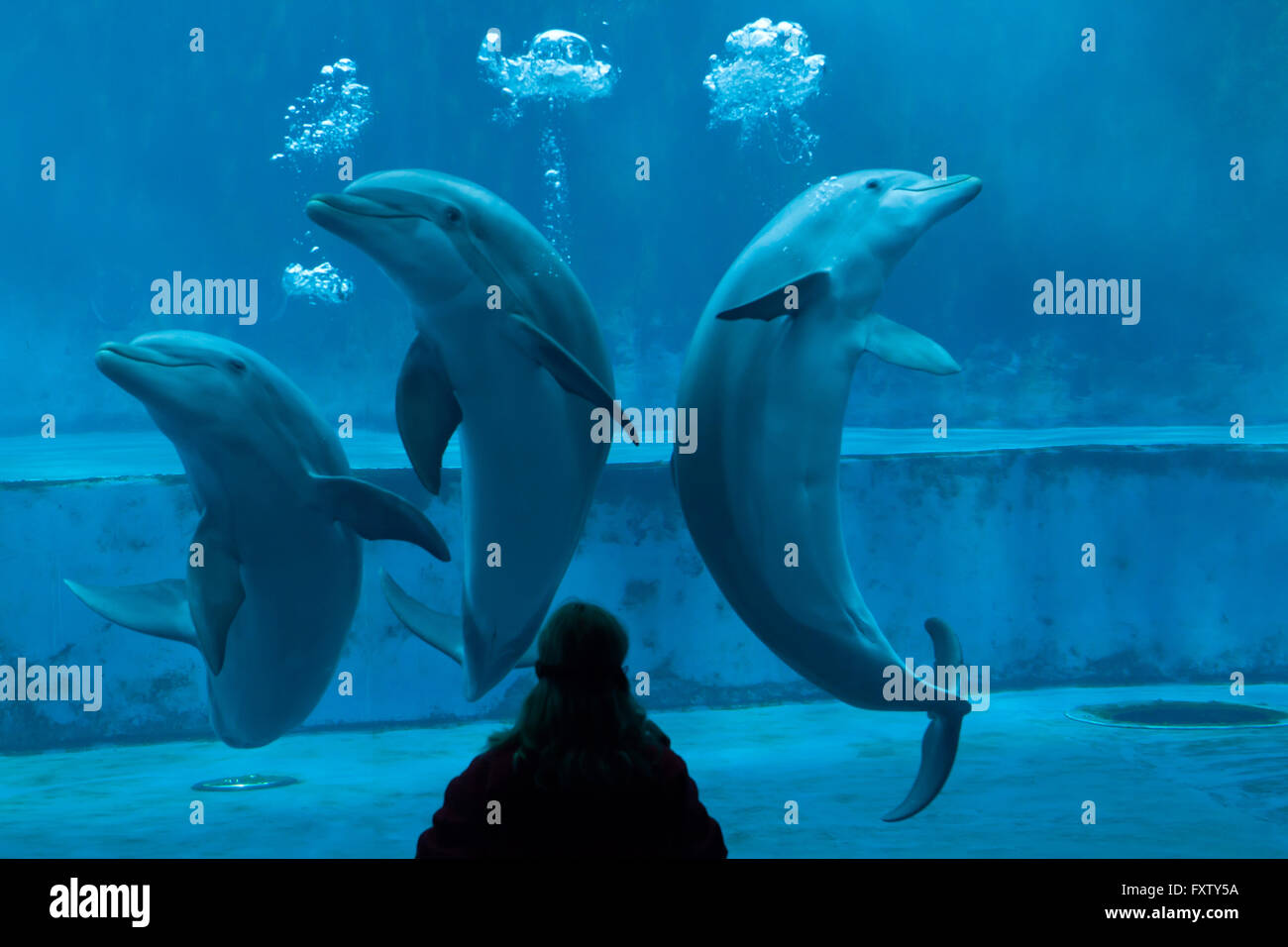 Entraîneur des animaux se produit avec les grands dauphins (Tursiops truncatus) dans l'Aquarium de Gênes à Gênes, Ligurie, Italie. Banque D'Images