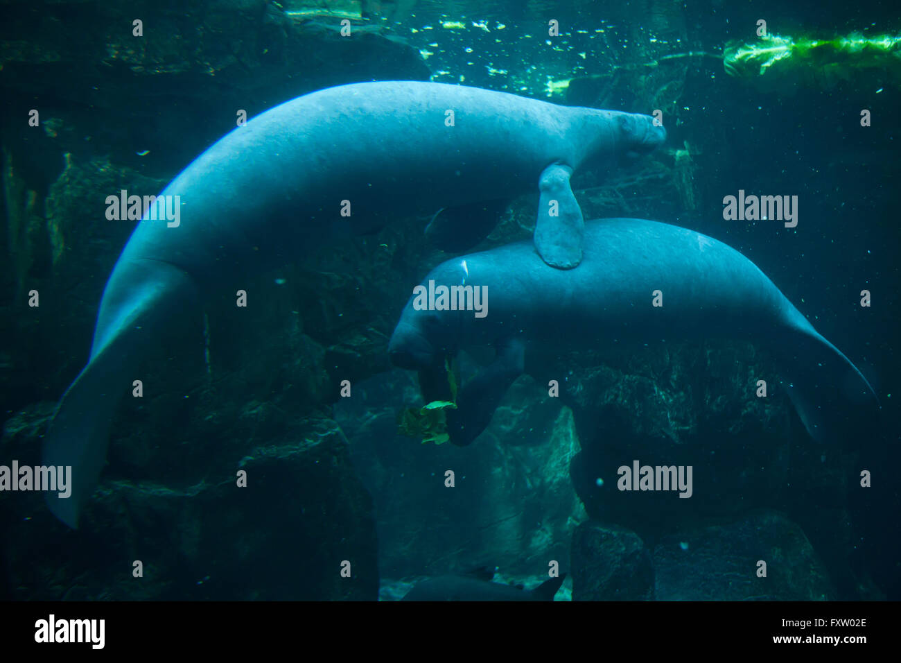 Lamantin des Antilles (Trichechus manatus manatus) nage dans l'Aquarium de Gênes à Gênes, Ligurie, Italie. Banque D'Images