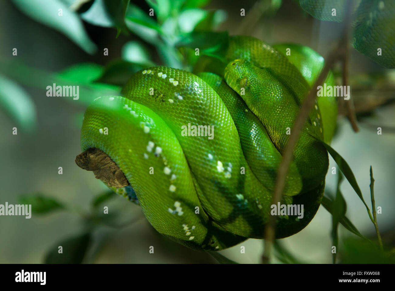 Green Tree python (Morelia viridis) dans l'Aquarium de Gênes à Gênes, Ligurie, Italie. Banque D'Images