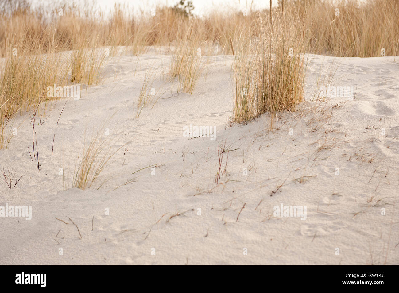 Plantes oyats des dunes sèches au bord de la mer à l'hôtel Beach en Pologne, l'Europe. L'Ammophila arenaria oyat dite européenne. Banque D'Images