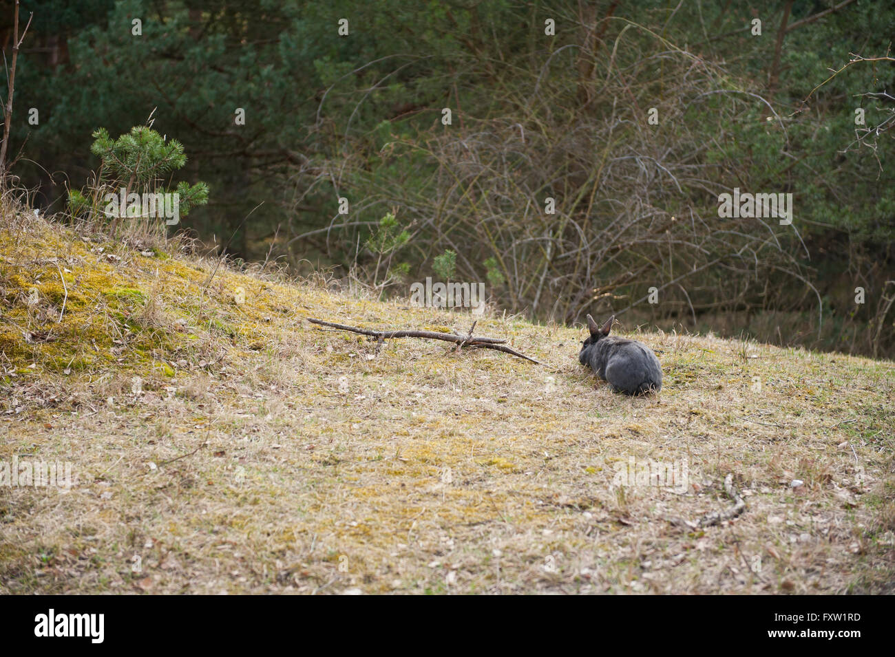 Lapin Noir abandonné domestiqués assis à glade dans les bois, d'un dumping animal errant à gauche par propriétaire dans la nature, s'est écrasé de lapin Banque D'Images